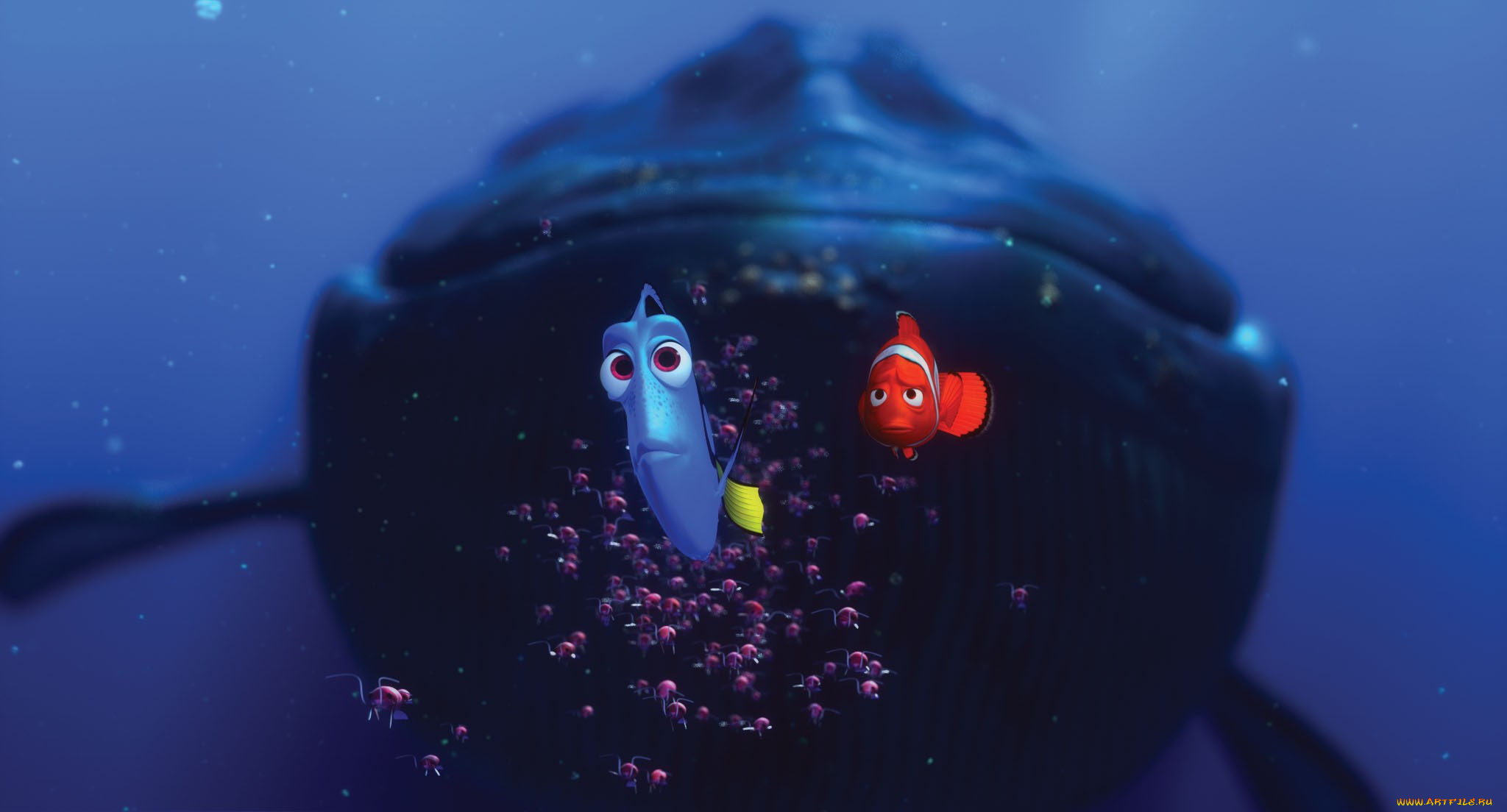 finding, nemo, мультфильмы, в, поисках, немо