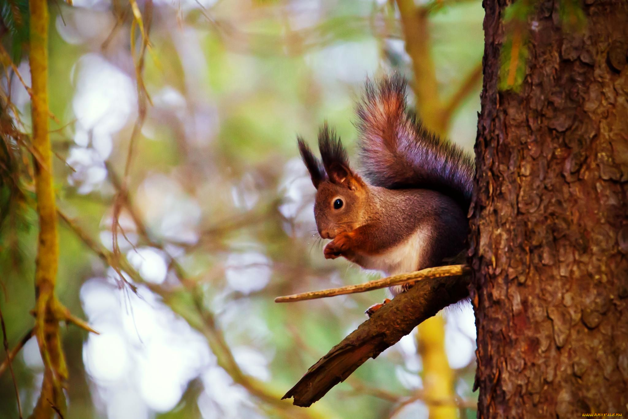 животные, белки, хвост, дерево, рыжая