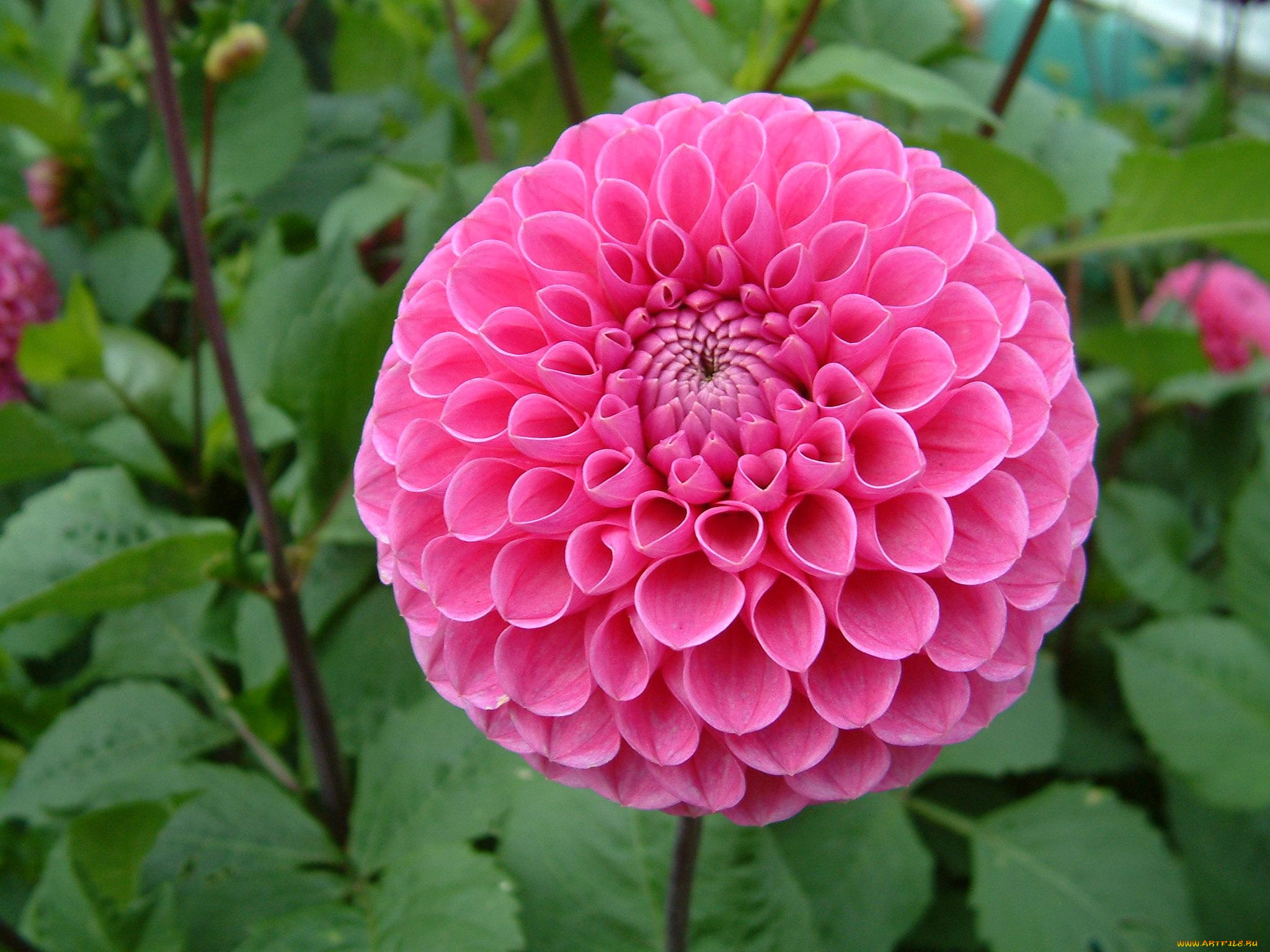 цветы, георгины