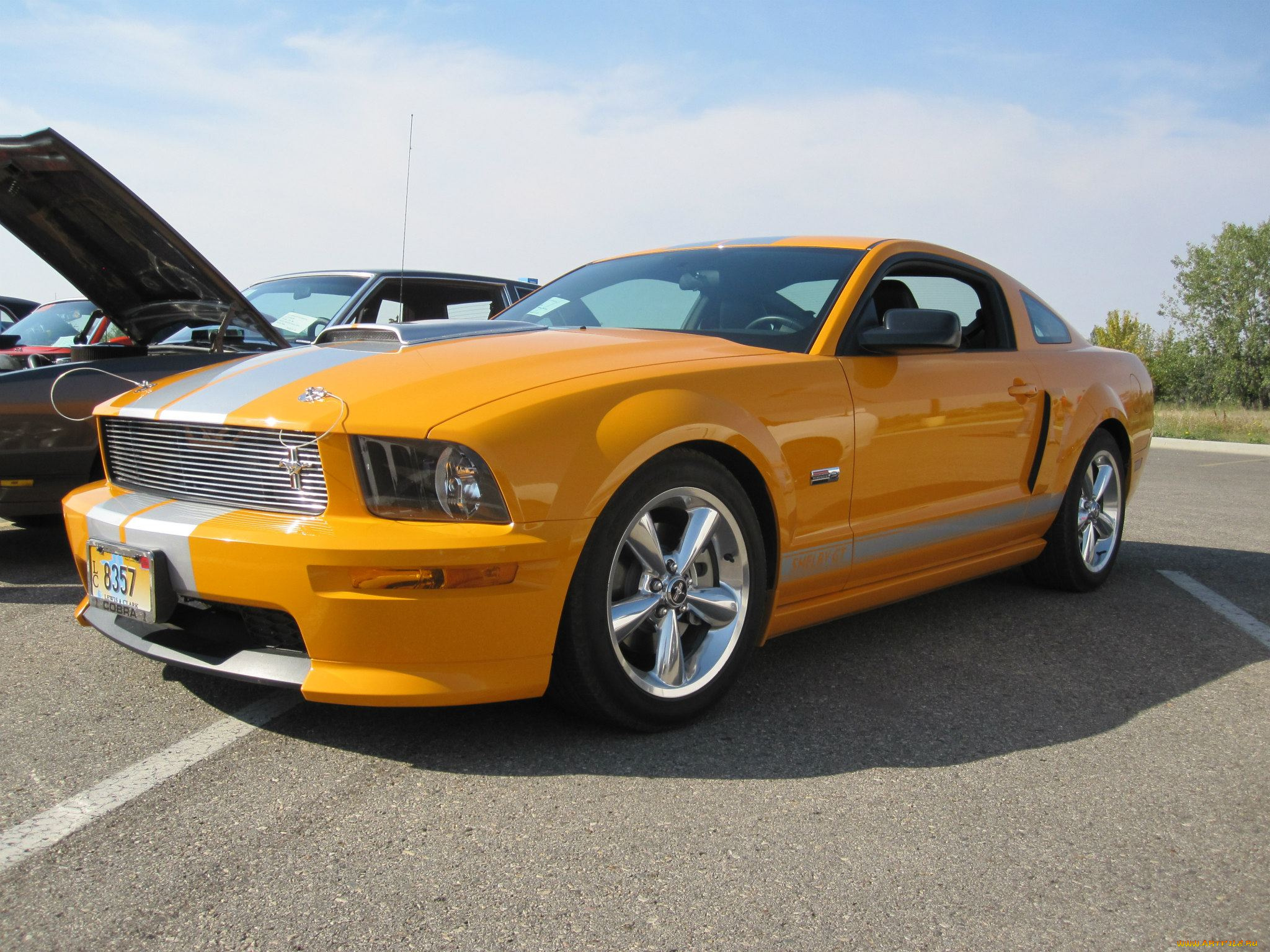 mustang, shelby, gt500, автомобили, выставки, уличные, фото, желтый, мустанг, форд