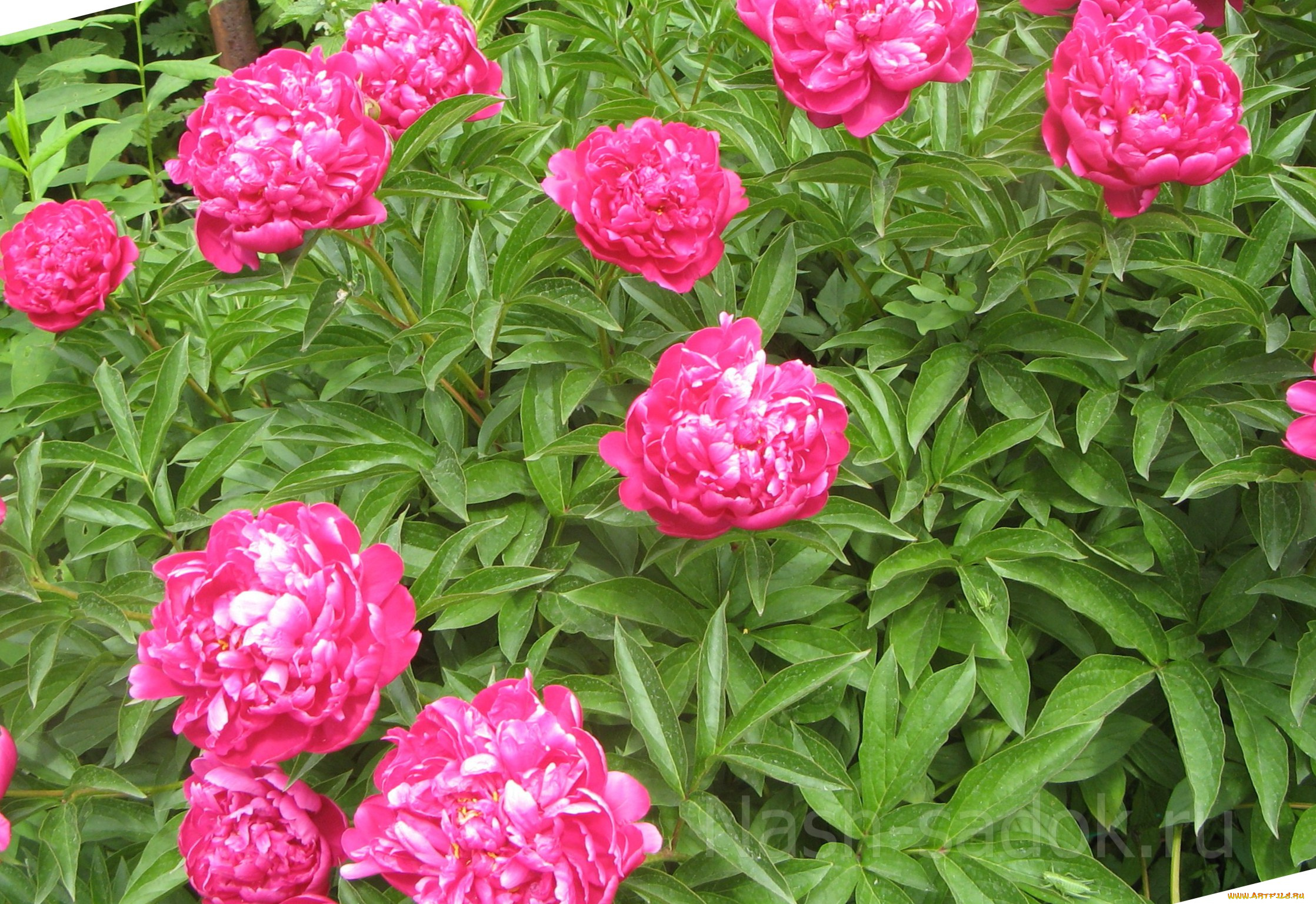 цветы, пионы