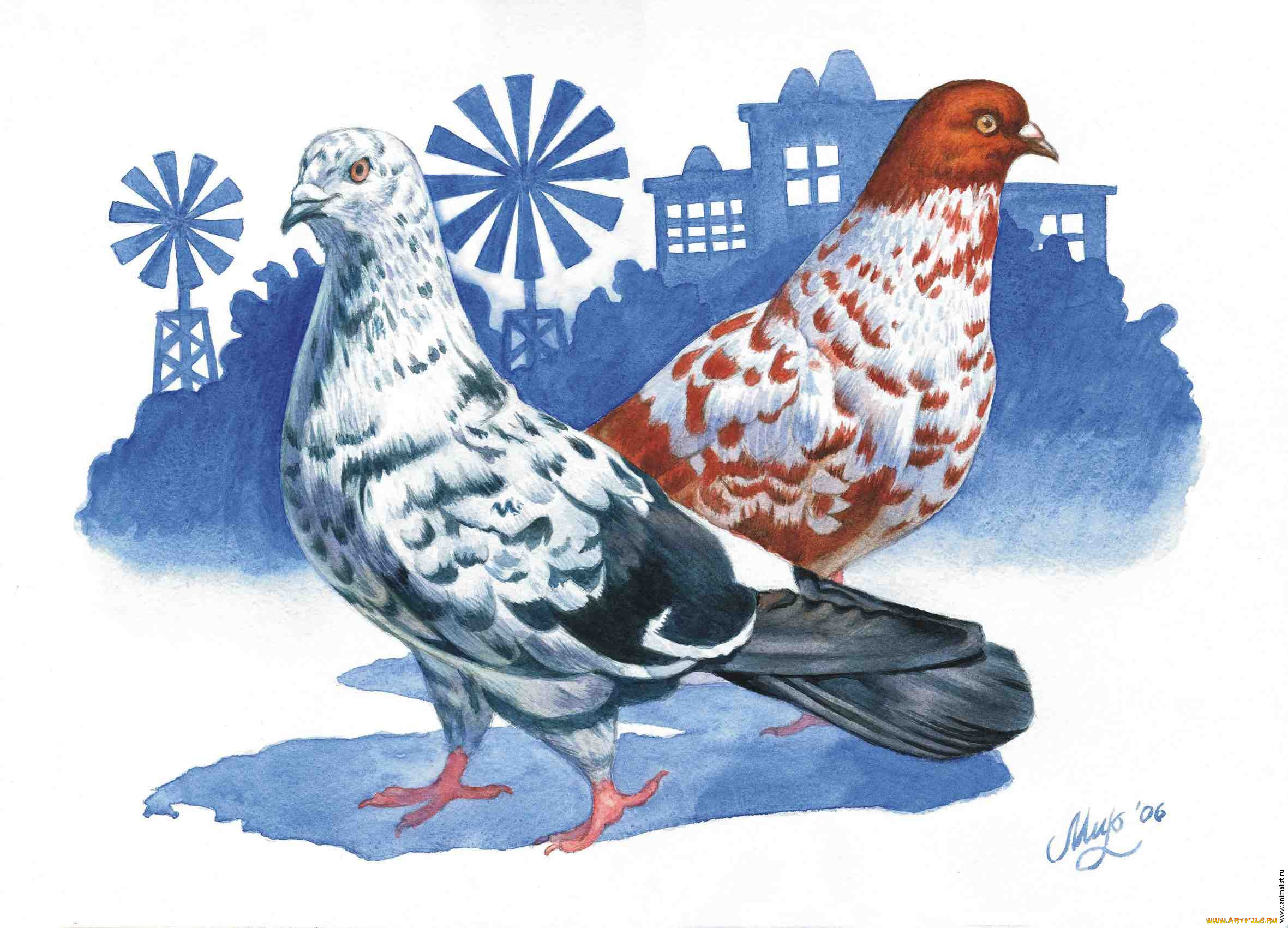 рисованные, животные, птицы, голуби