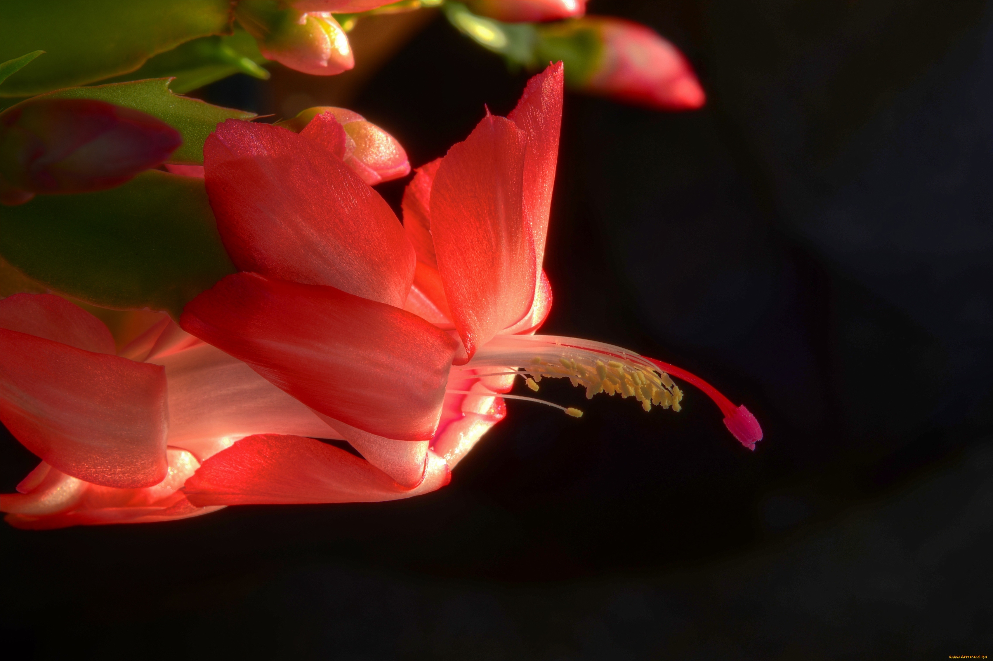 цветы, кактусы, рождественник, красный