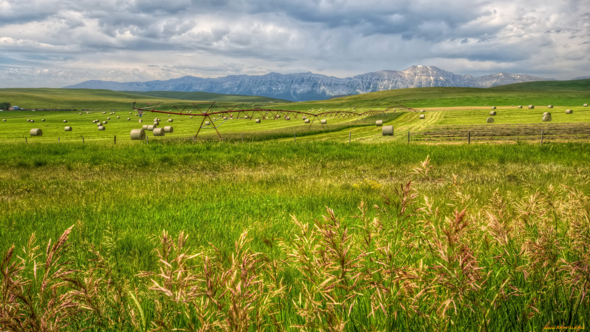 calgary, природа, поля, поле, облака