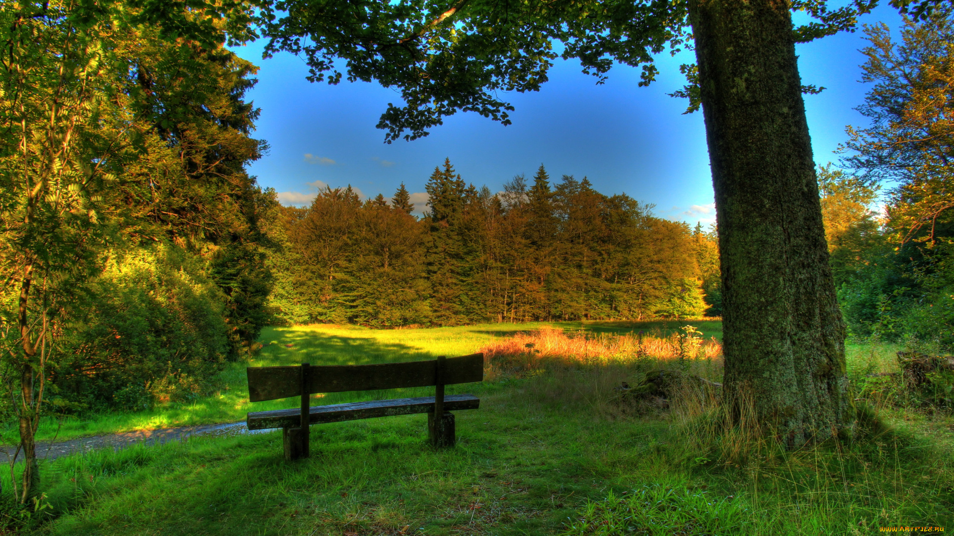 германия, гессен, шотен, природа, парк, лес, поляна, скамейка, трава