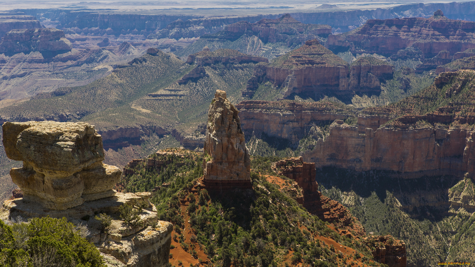 grand, canyon, national, park, arizona, природа, горы, ели