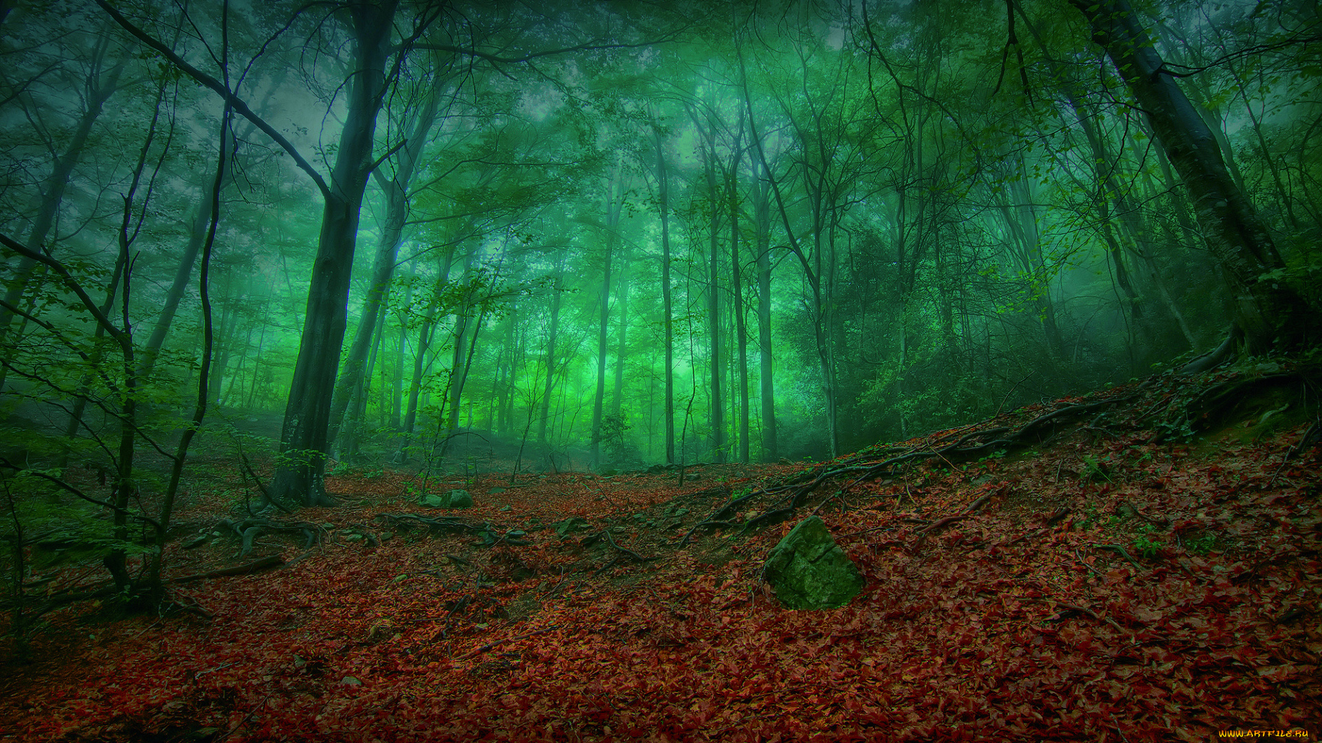 мистический, лес, природа, листва, корни, деревья