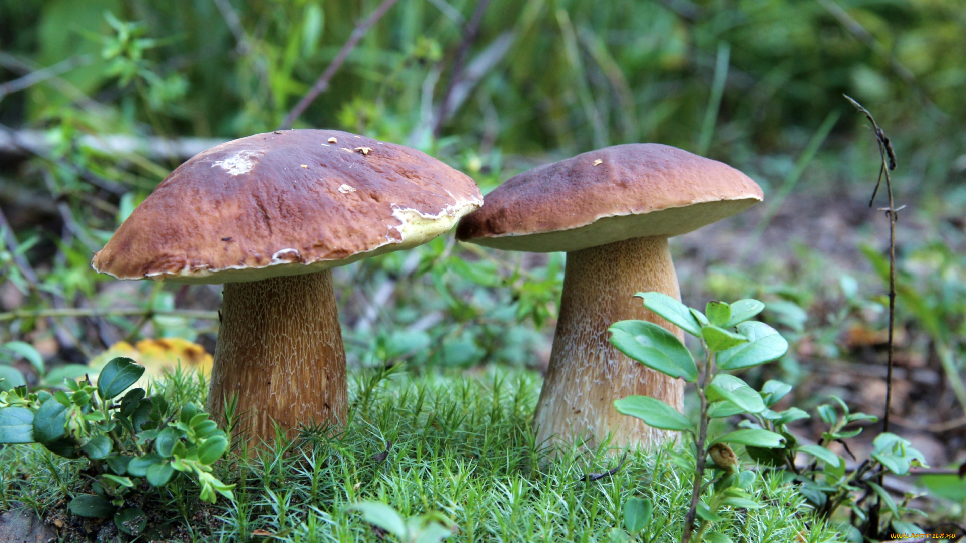 природа, грибы, боровики, дружбаны