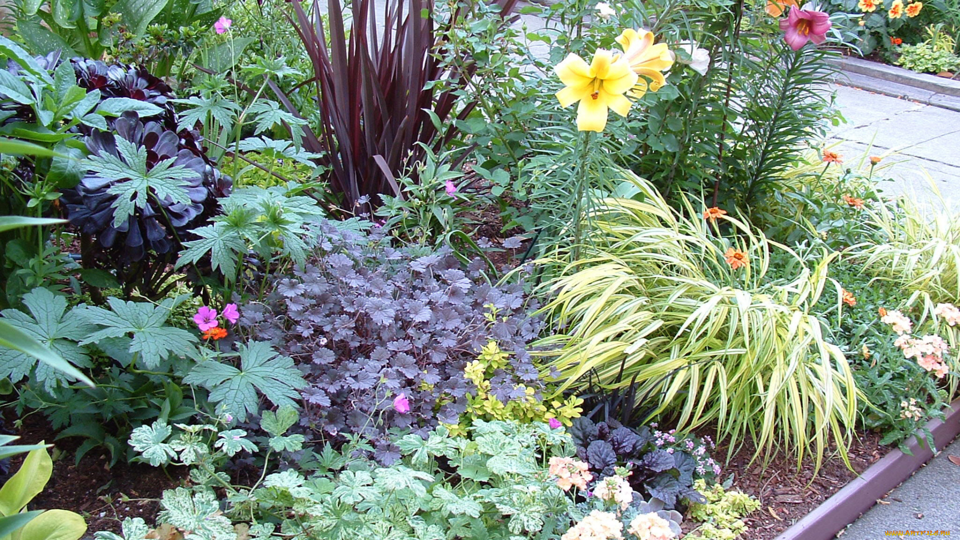 природа, парк, клумба, цветы