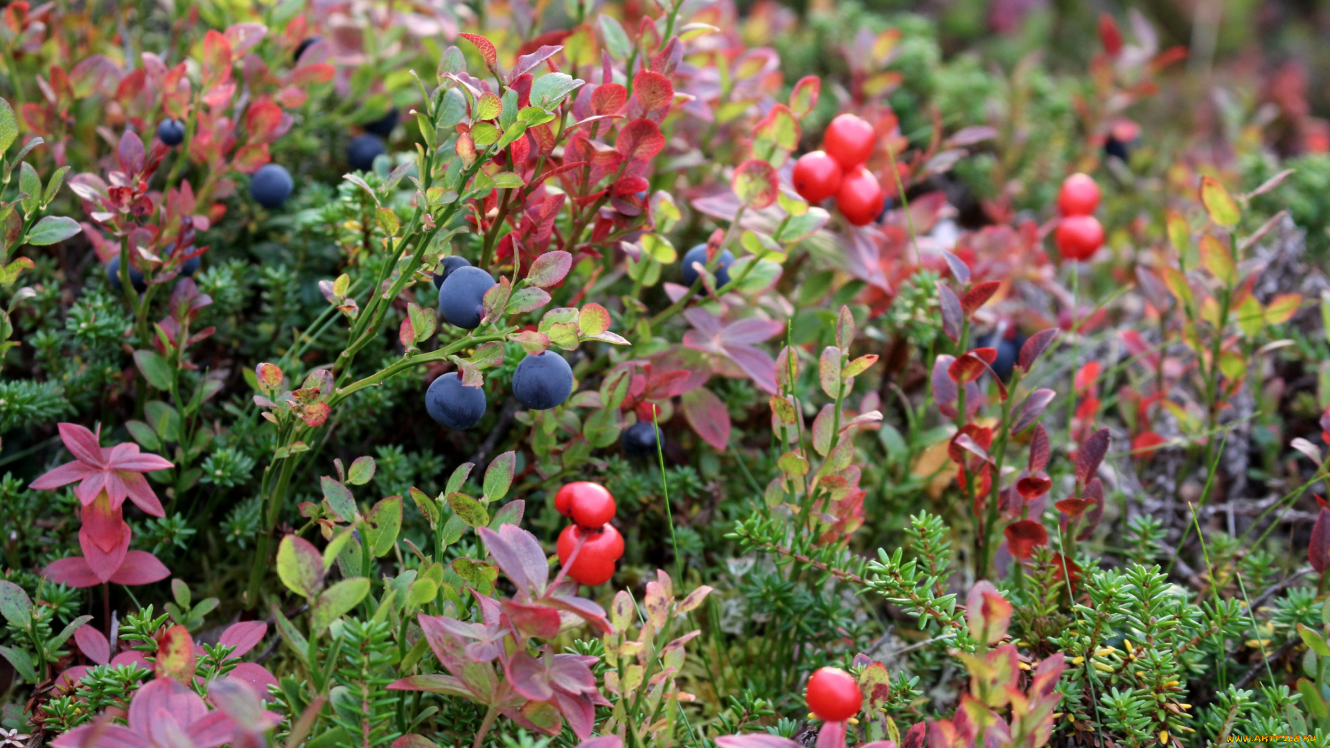 природа, Ягоды, полянка, осень, ягодки