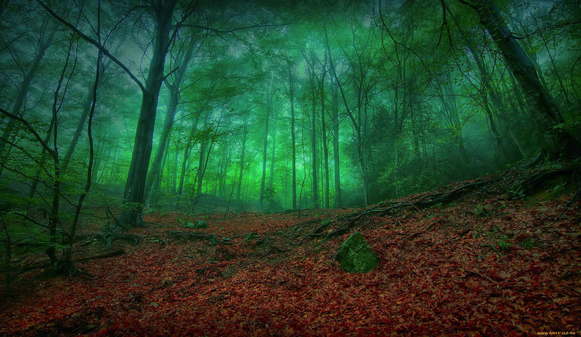 мистический, лес, природа, листва, корни, деревья