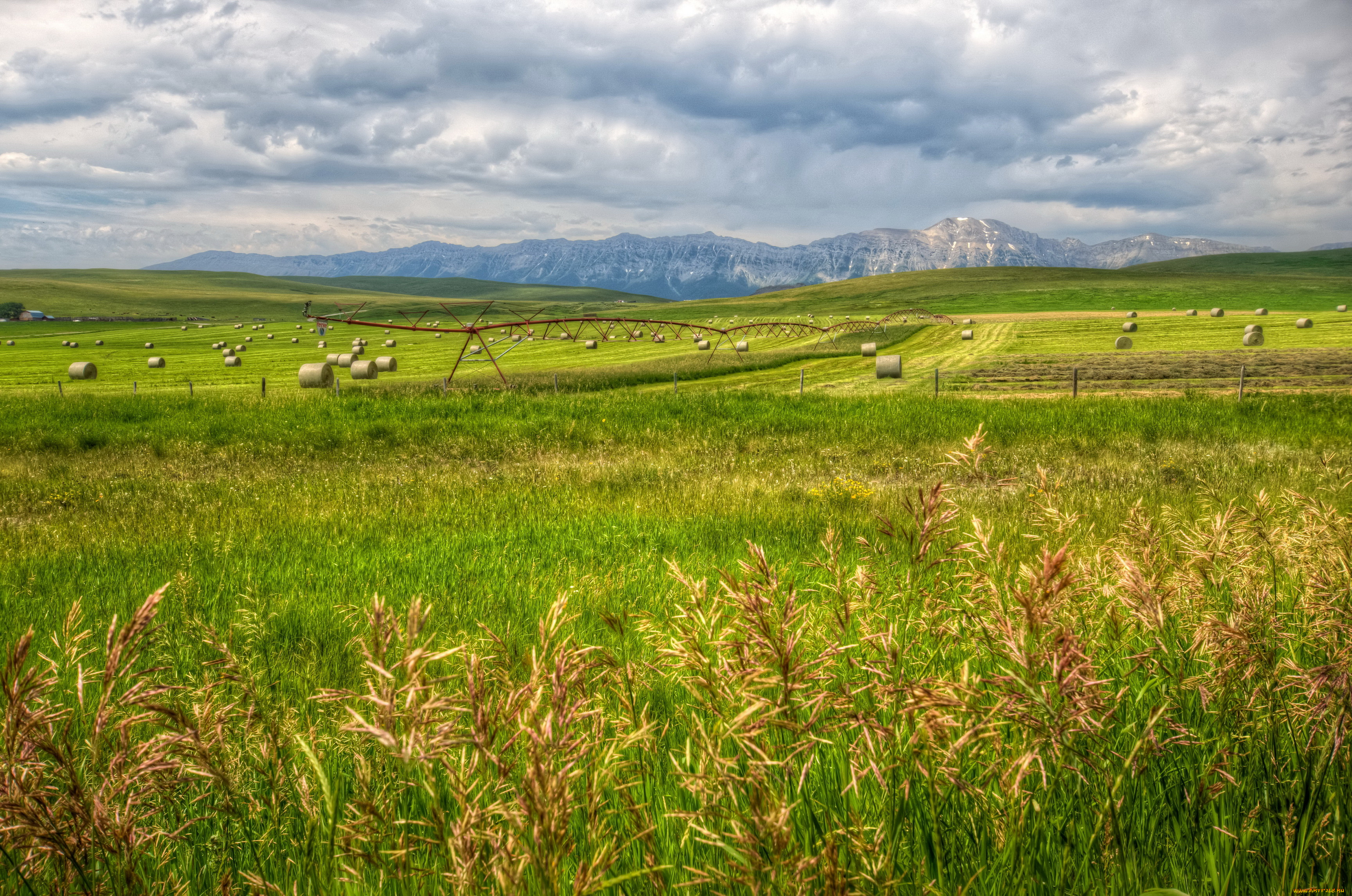 calgary, природа, поля, поле, облака