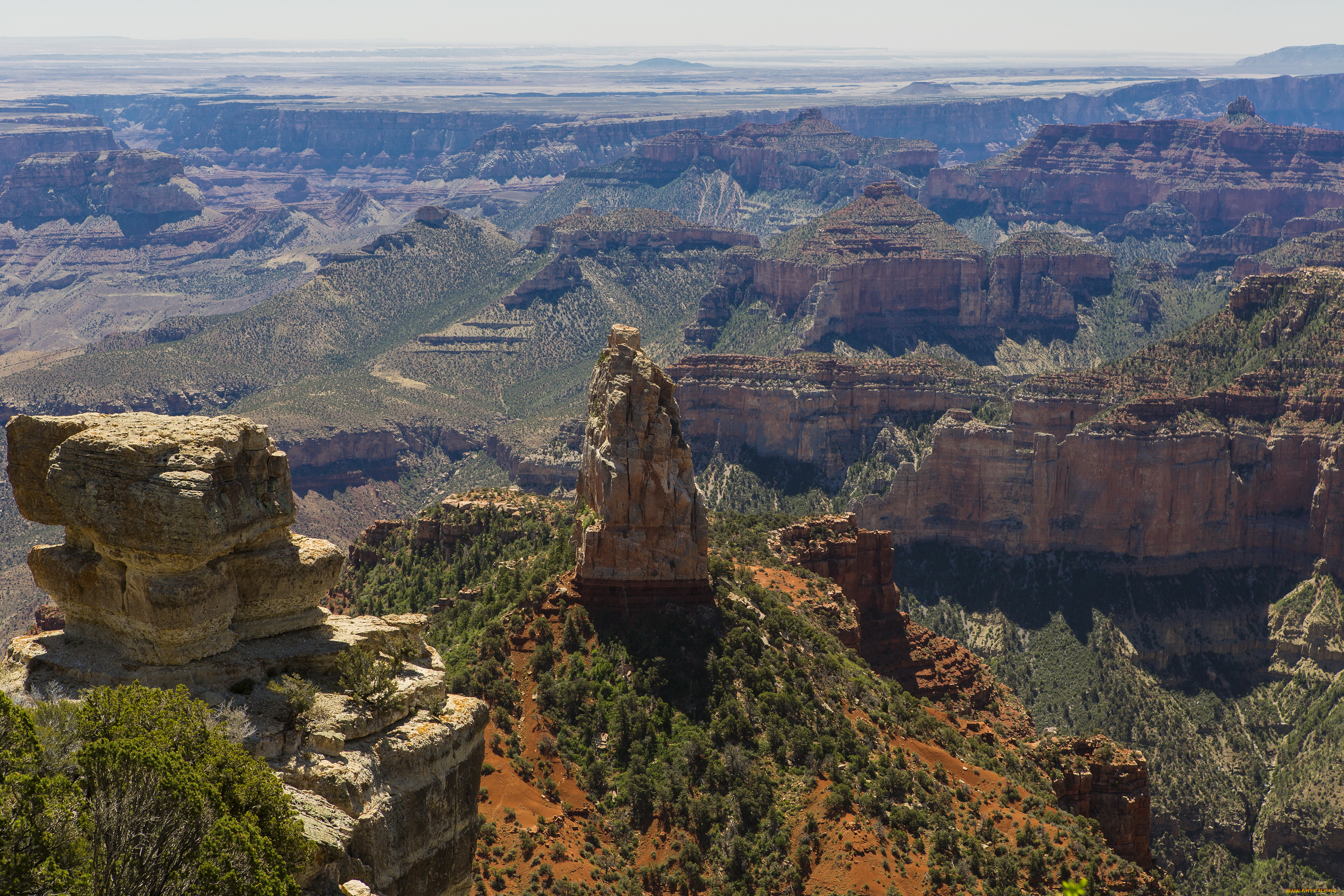 grand, canyon, national, park, arizona, природа, горы, ели