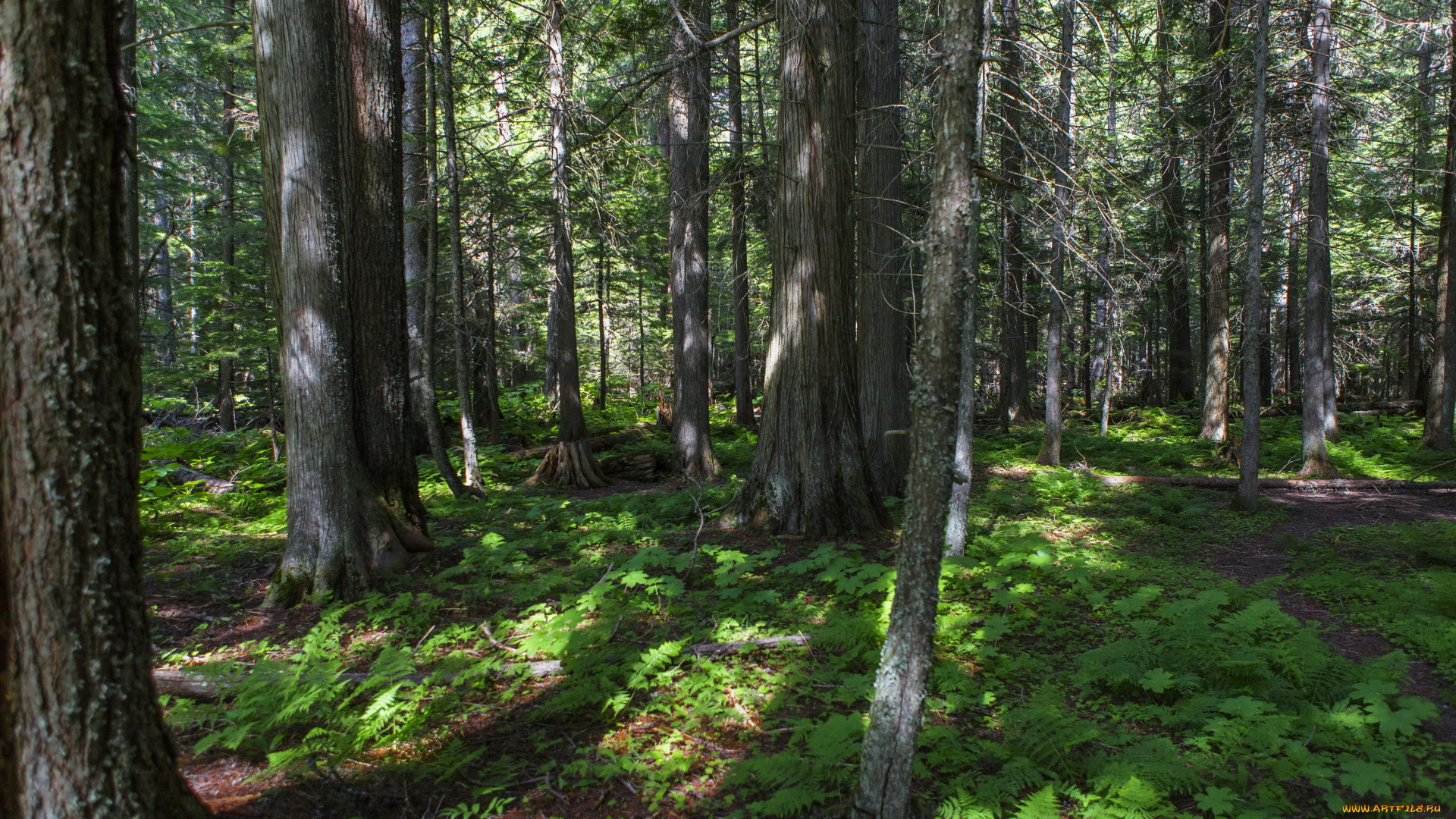 glacier, national, park, montana, природа, лес, папоротник, глейшер, деревья, монтана, парк
