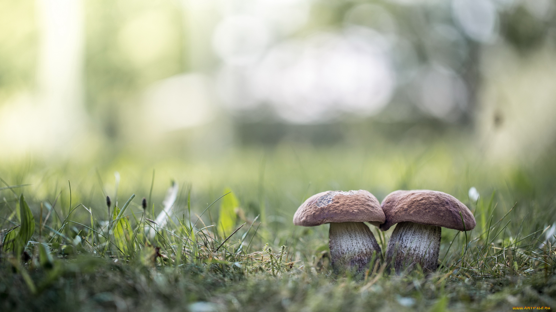 природа, грибы, боке, блики, два, трава, лето
