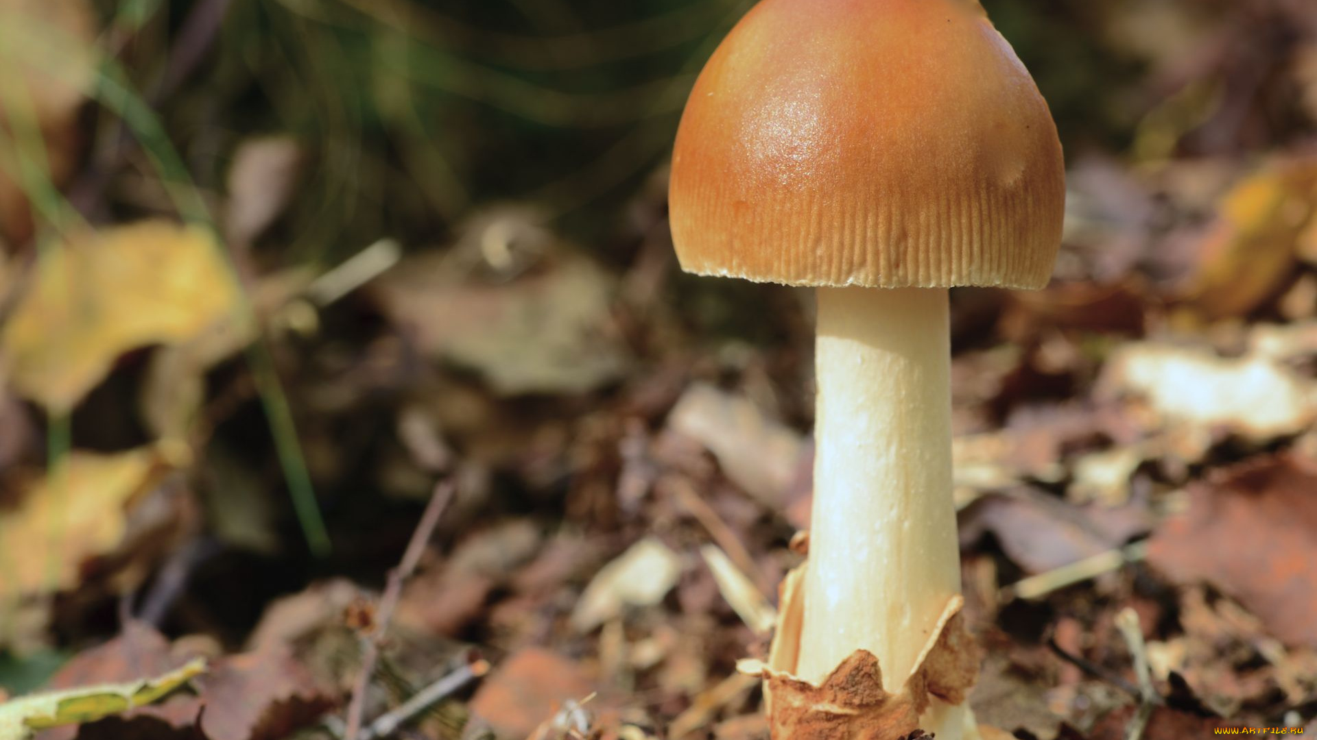 природа, грибы, макро, один, шляпка, ядовитый, поганка, гриб