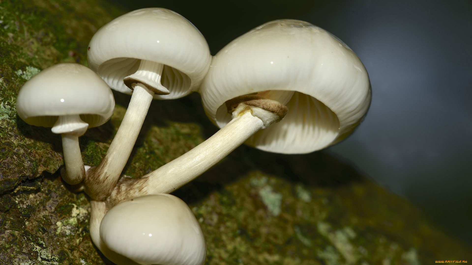 природа, грибы, сырость, кора, фон, макро