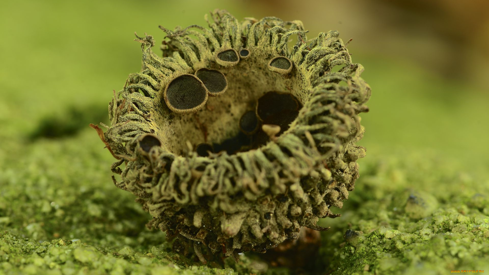 природа, грибы, зелень, макро, фон