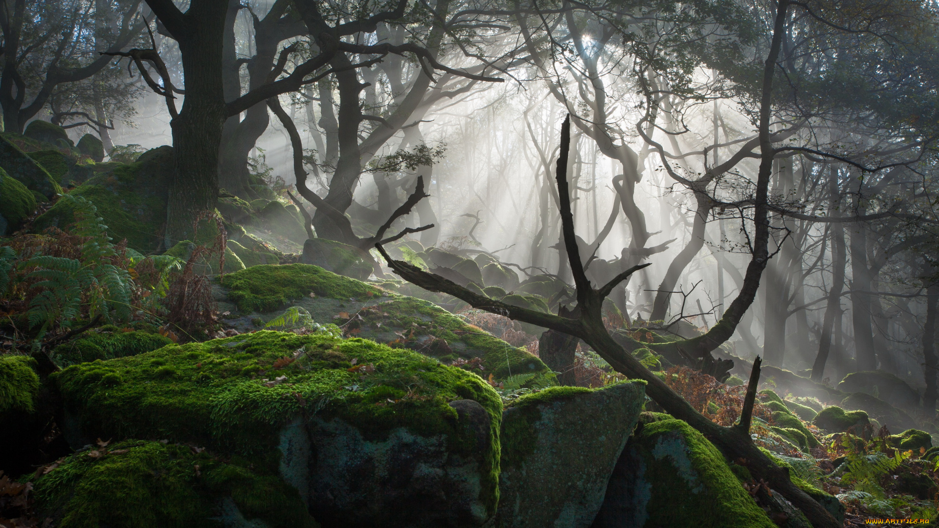 природа, лес, солнечные, лучи, свет, деревья, мох, камни
