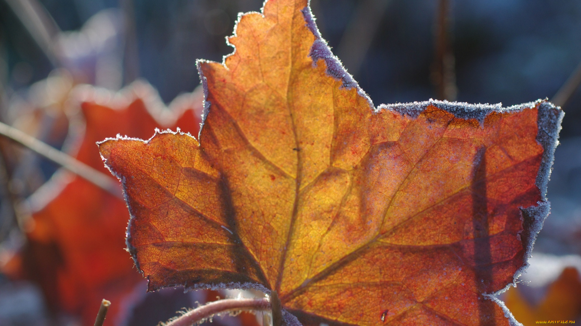 природа, листья, изморозь, макро, осень, оранжевый