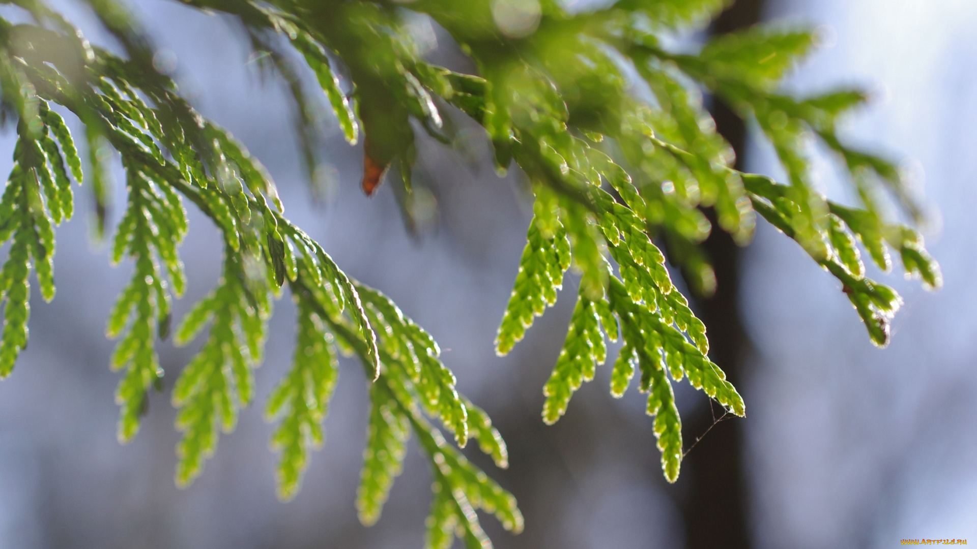 природа, макро, зеленый, ветки