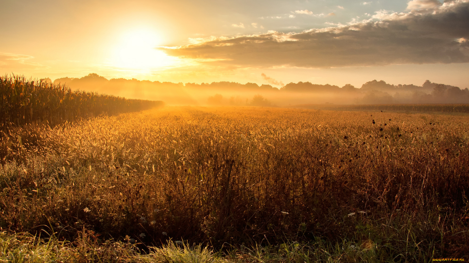 природа, восходы, закаты, рассвет, поле, утро, туман