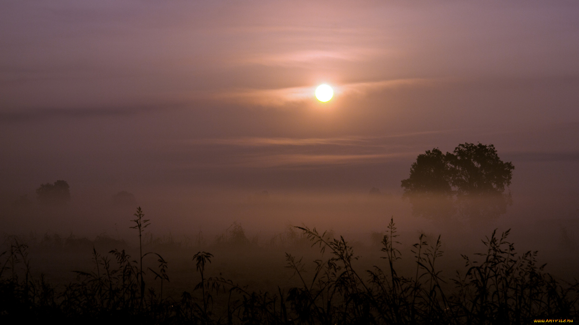 природа, восходы, закаты, солнце, туман, деревья, трава