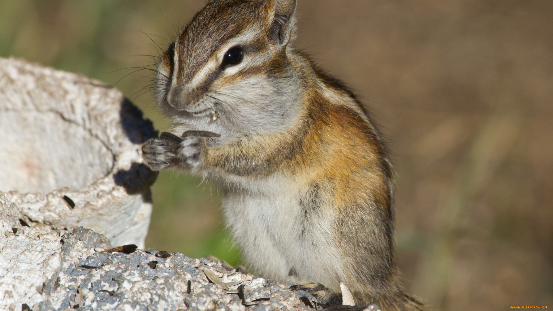 животные, бурундуки, бурундук, шкорки, семечки