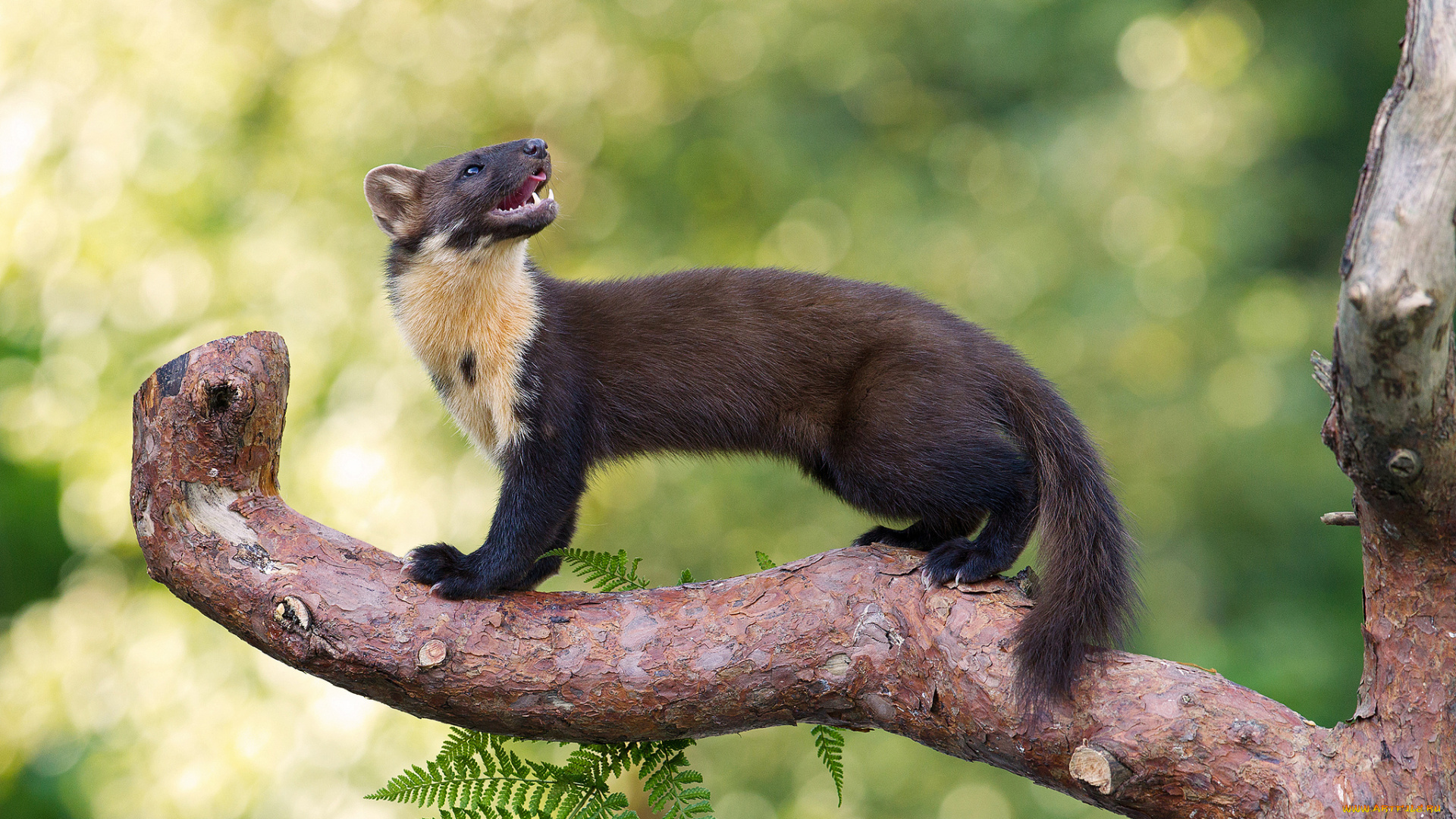 животные, хорьки, , куницы, , горностаи, , ласки, , соболи, боке, фон, ветка, куница, дерево