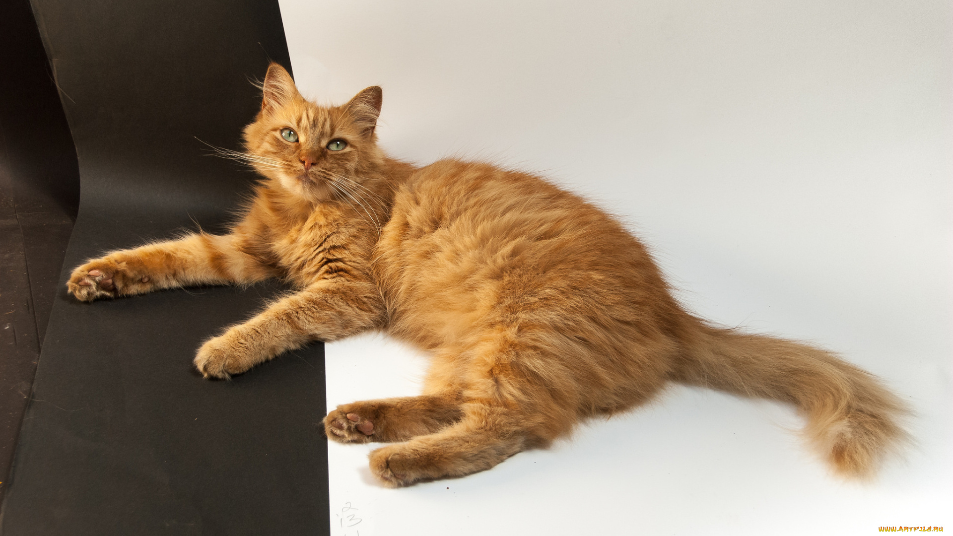 животные, коты, лежит, взгляд, бумага, рыжий, коте, кот