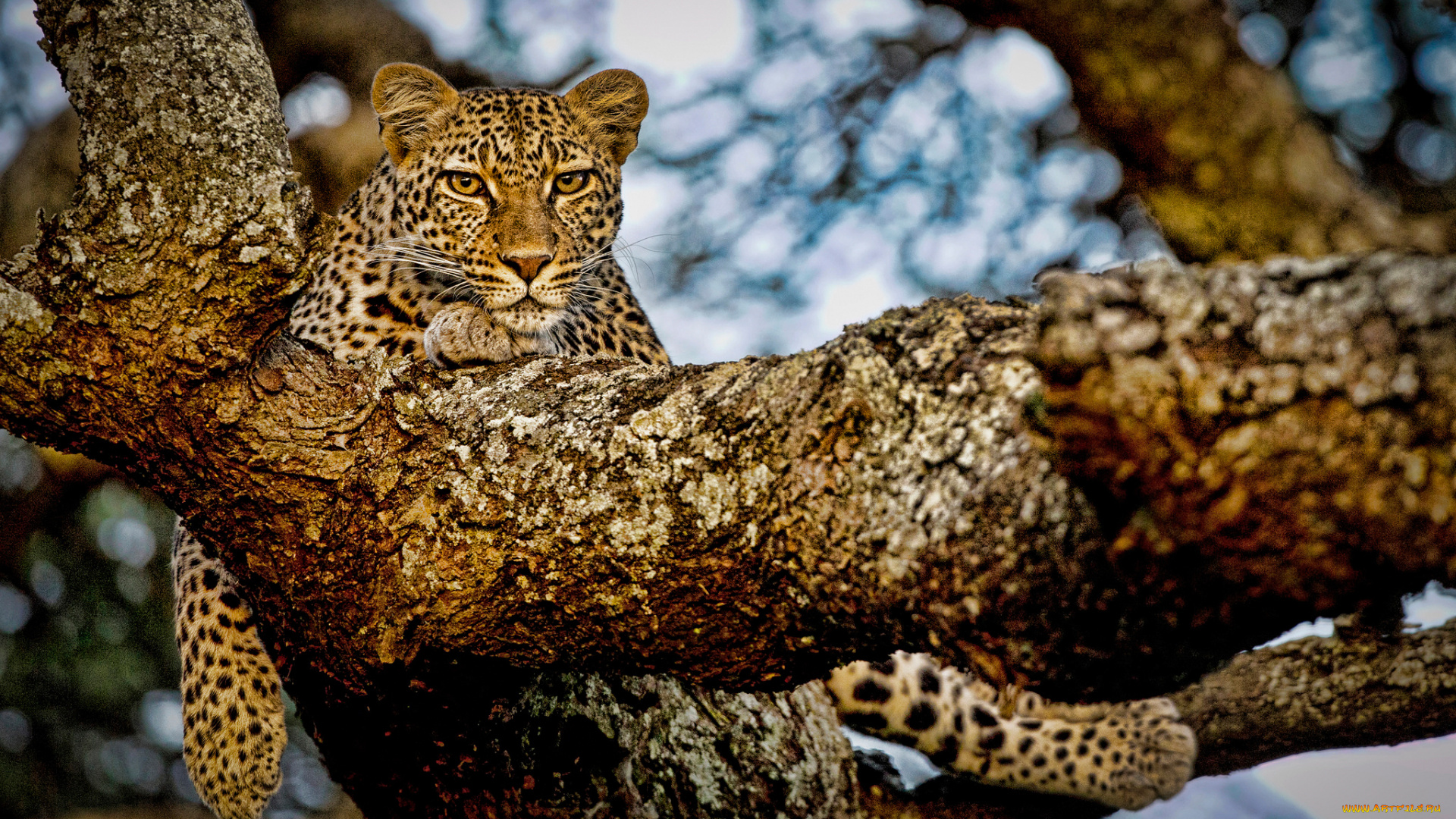 животные, леопарды, боке, дерево, леопард