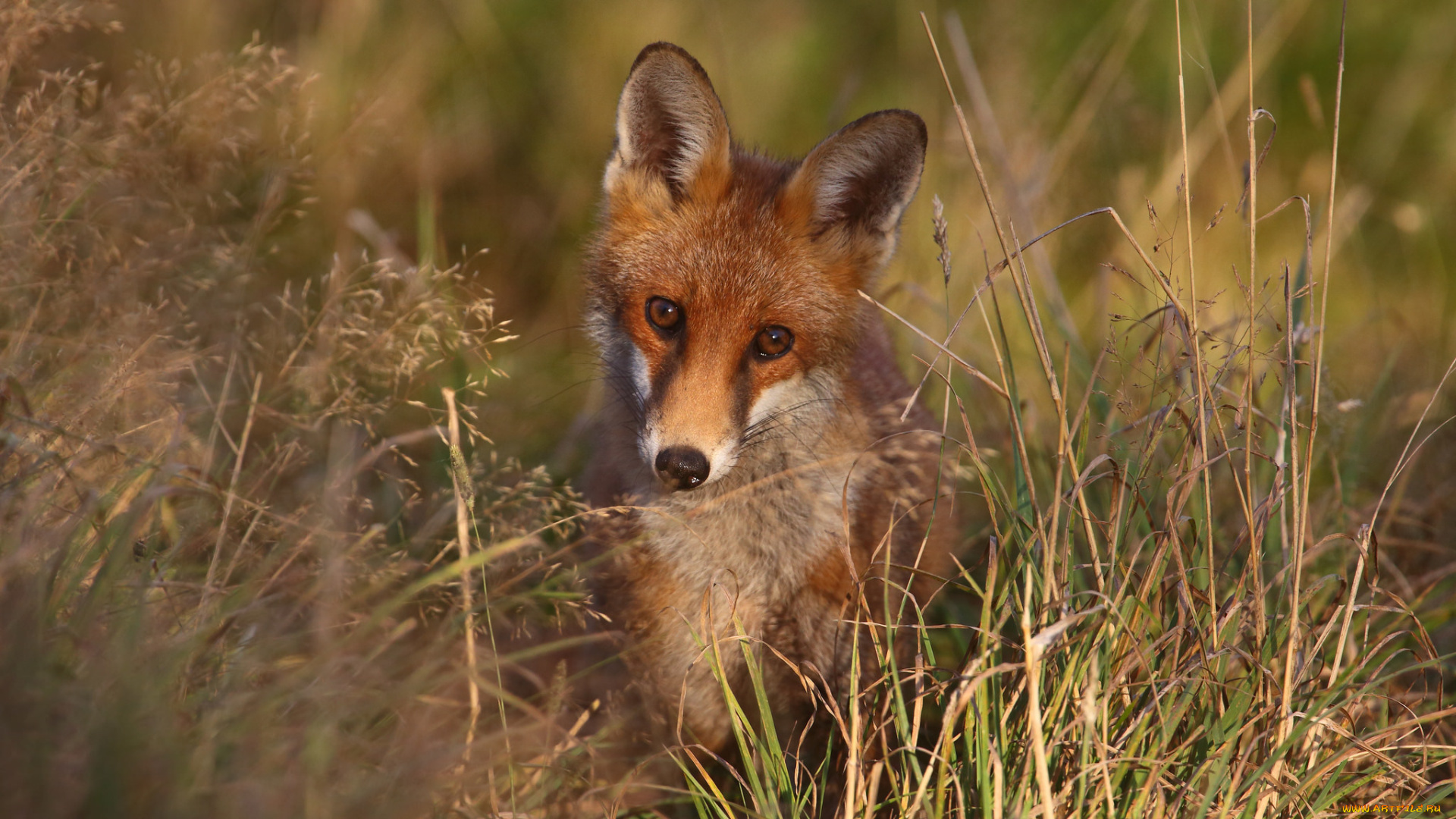 животные, лисы, взгляд, лис, лиса, трава