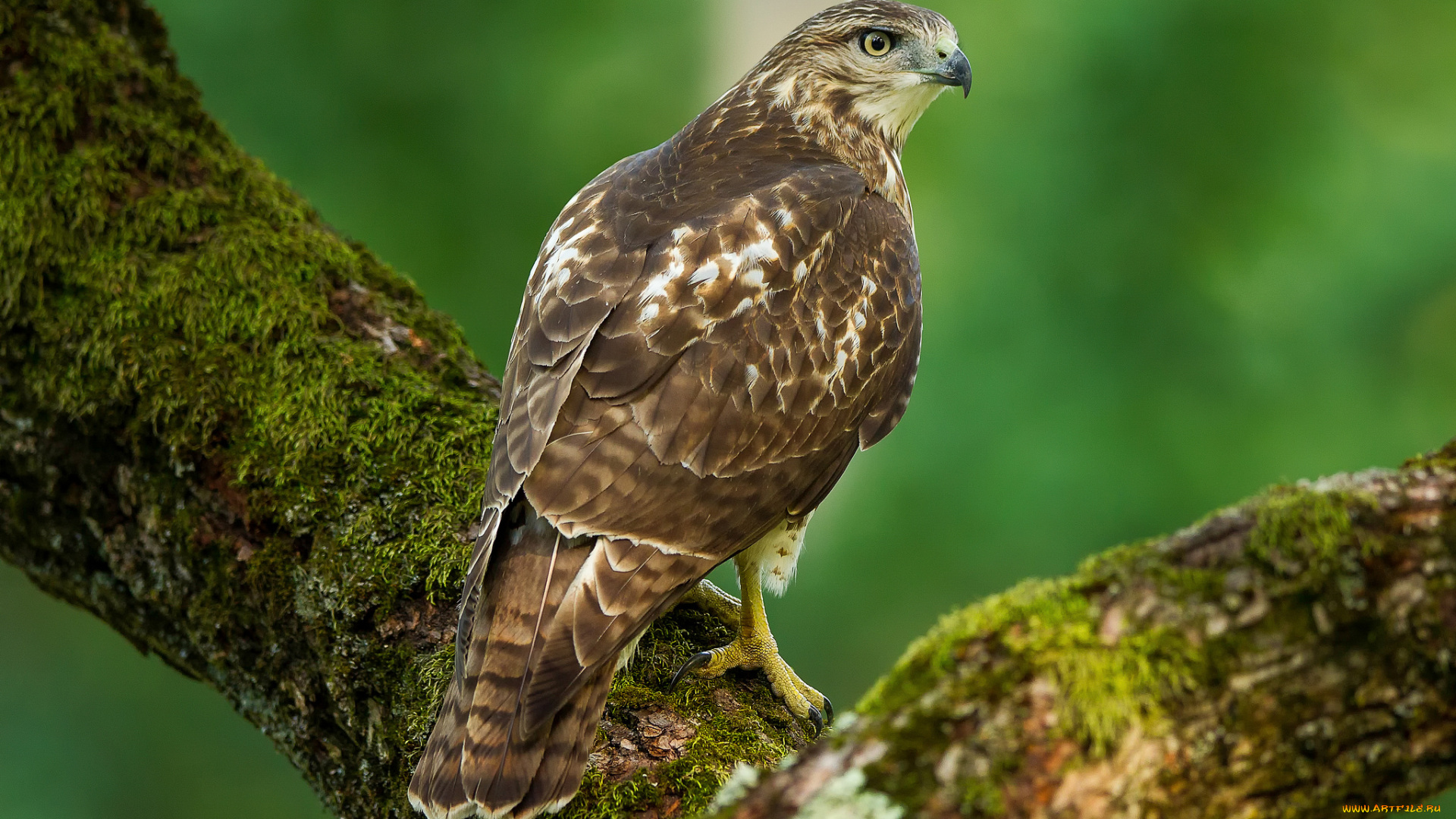 животные, птицы, -, хищники, фон, птица, хищник