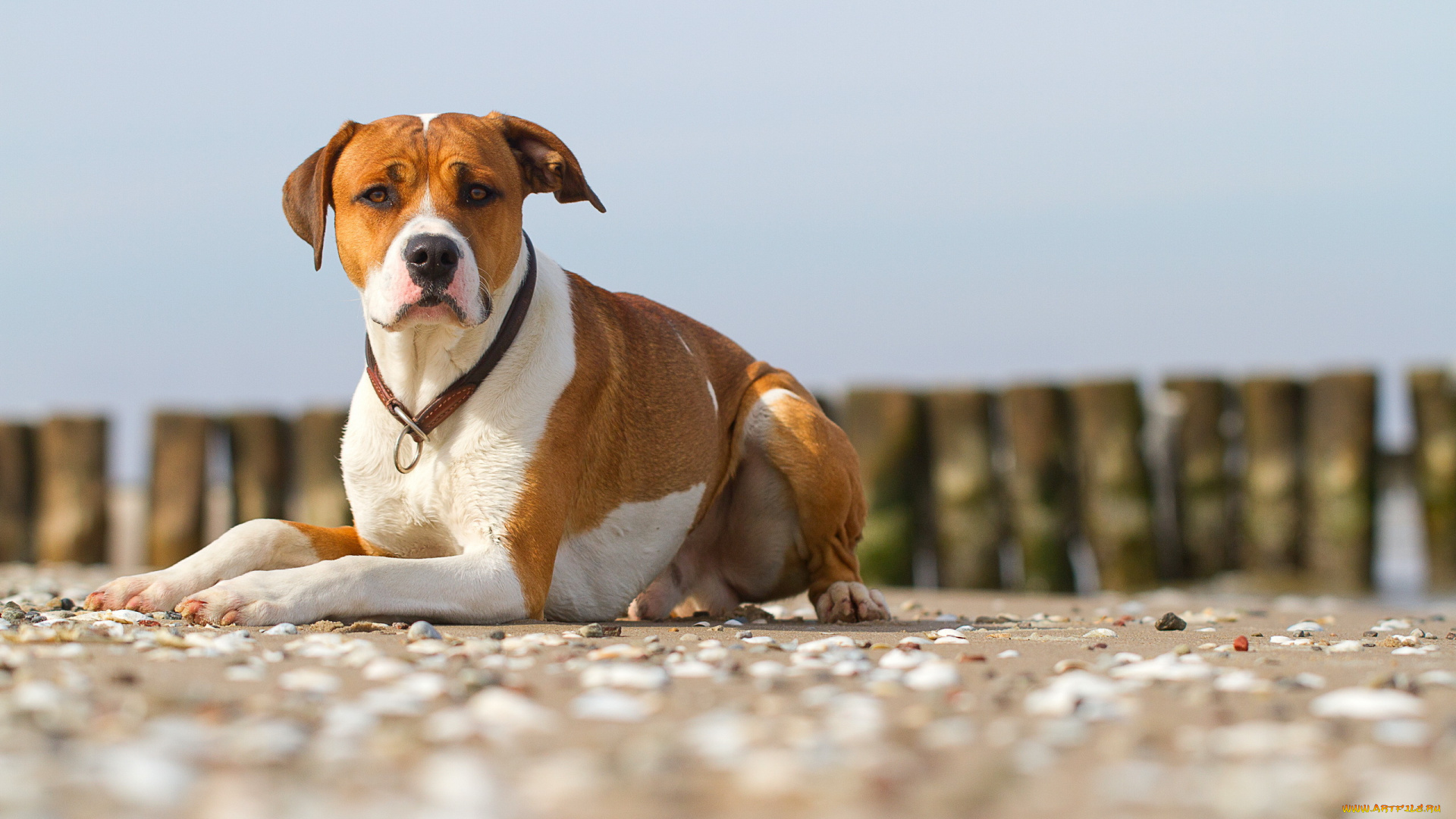 животные, собаки, собака, взгляд