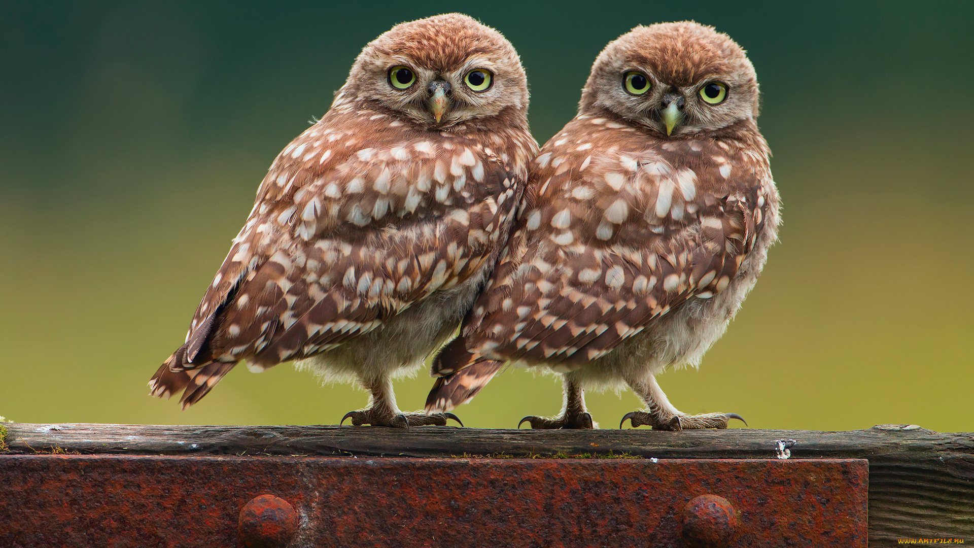 животные, совы, фон, маленьких, птенца, два, сова, птицы