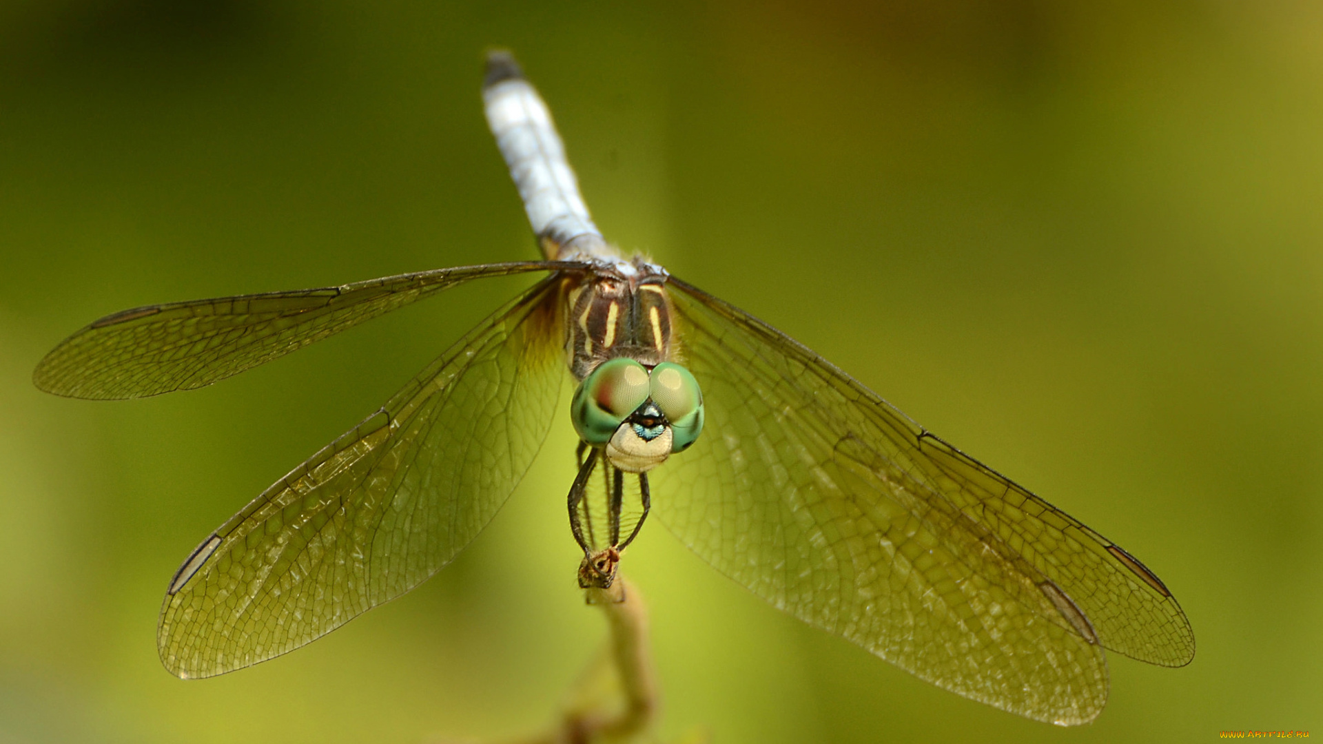 животные, стрекозы, насекомое, зелёный, фон, стрекоза, макро