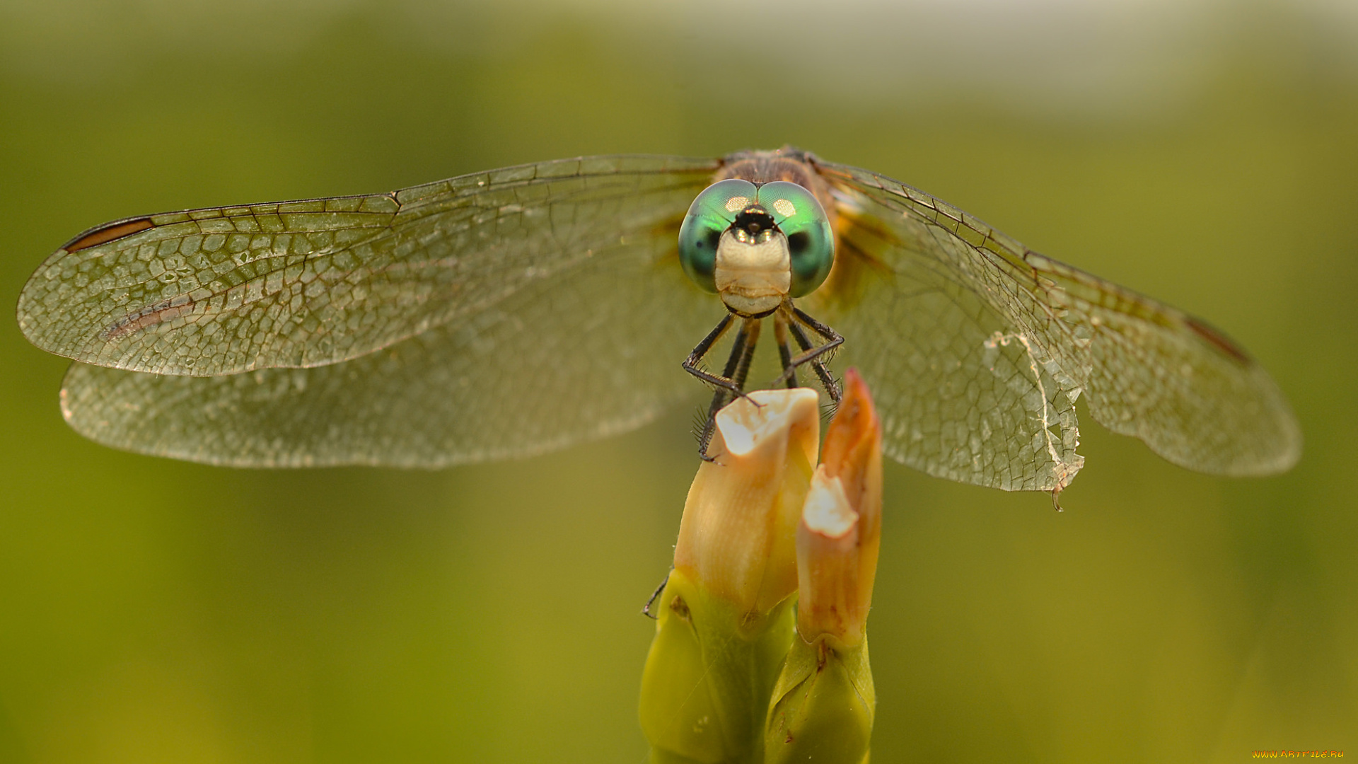 животные, стрекозы, зелёный, фон, насекомое, макро, стрекоза