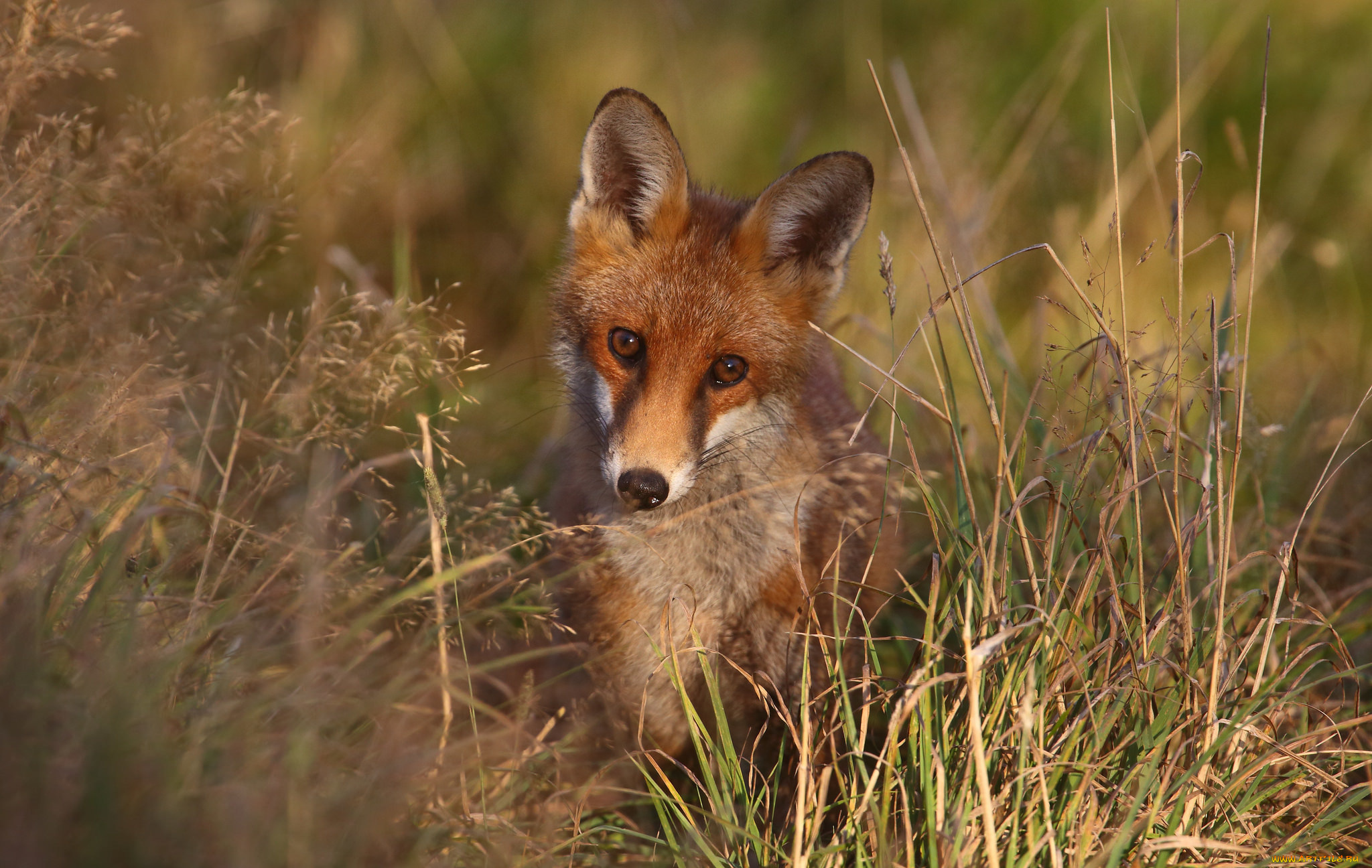 животные, лисы, взгляд, лис, лиса, трава