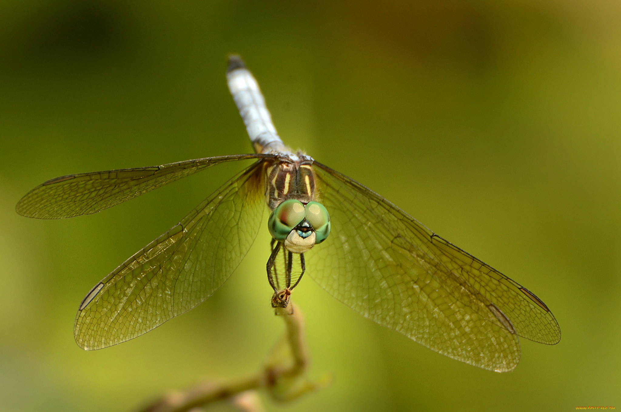 животные, стрекозы, насекомое, зелёный, фон, стрекоза, макро