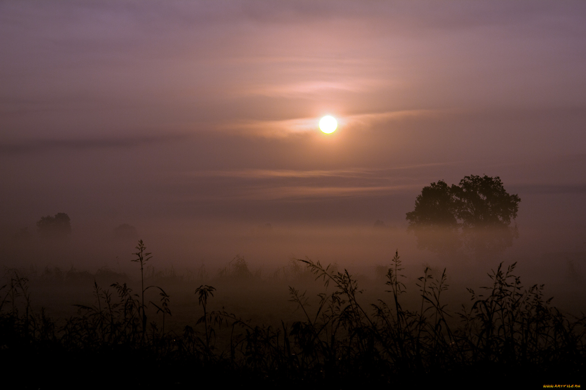 природа, восходы, закаты, солнце, туман, деревья, трава