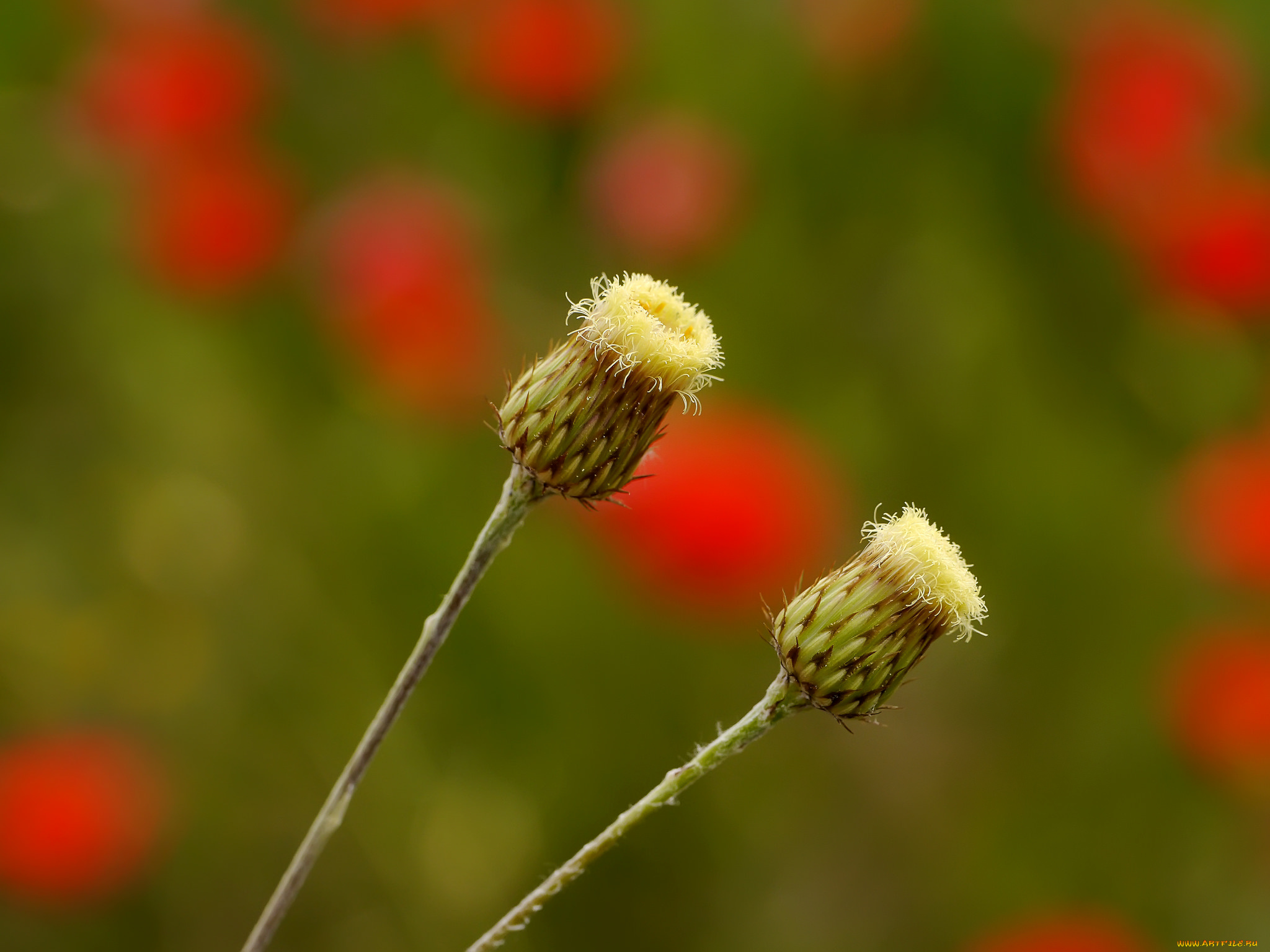 природа, макро, семенные, коробочки, пара, фон