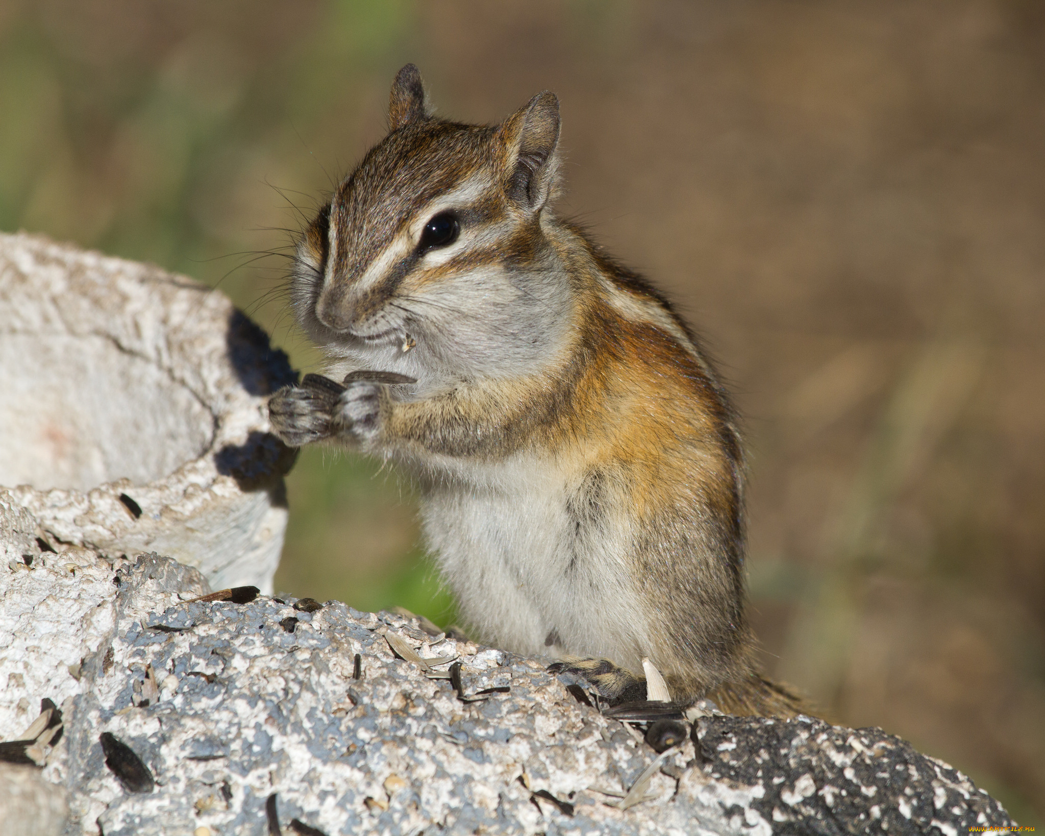 животные, бурундуки, бурундук, шкорки, семечки
