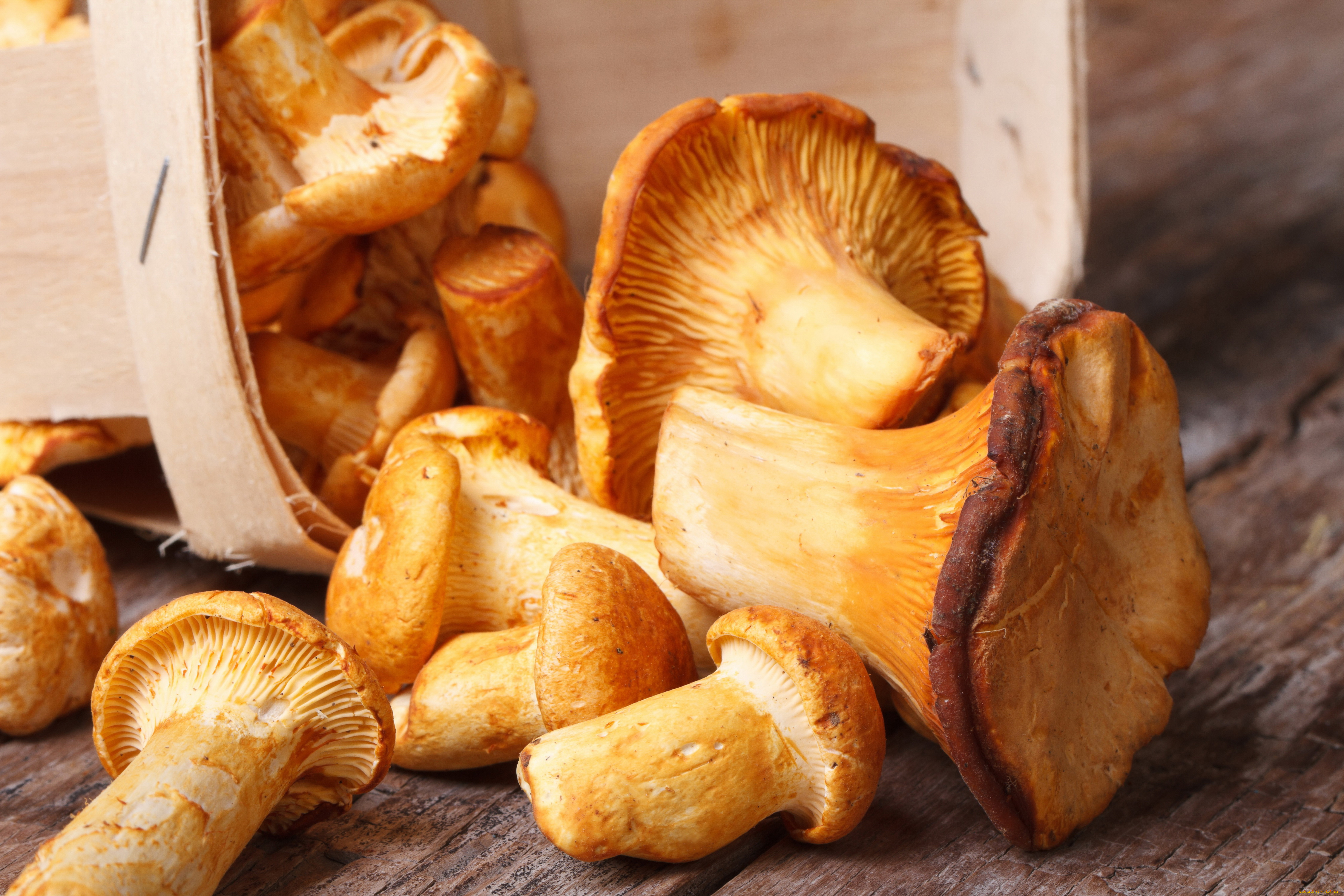 еда, грибы, , грибные, блюда, лисички, много