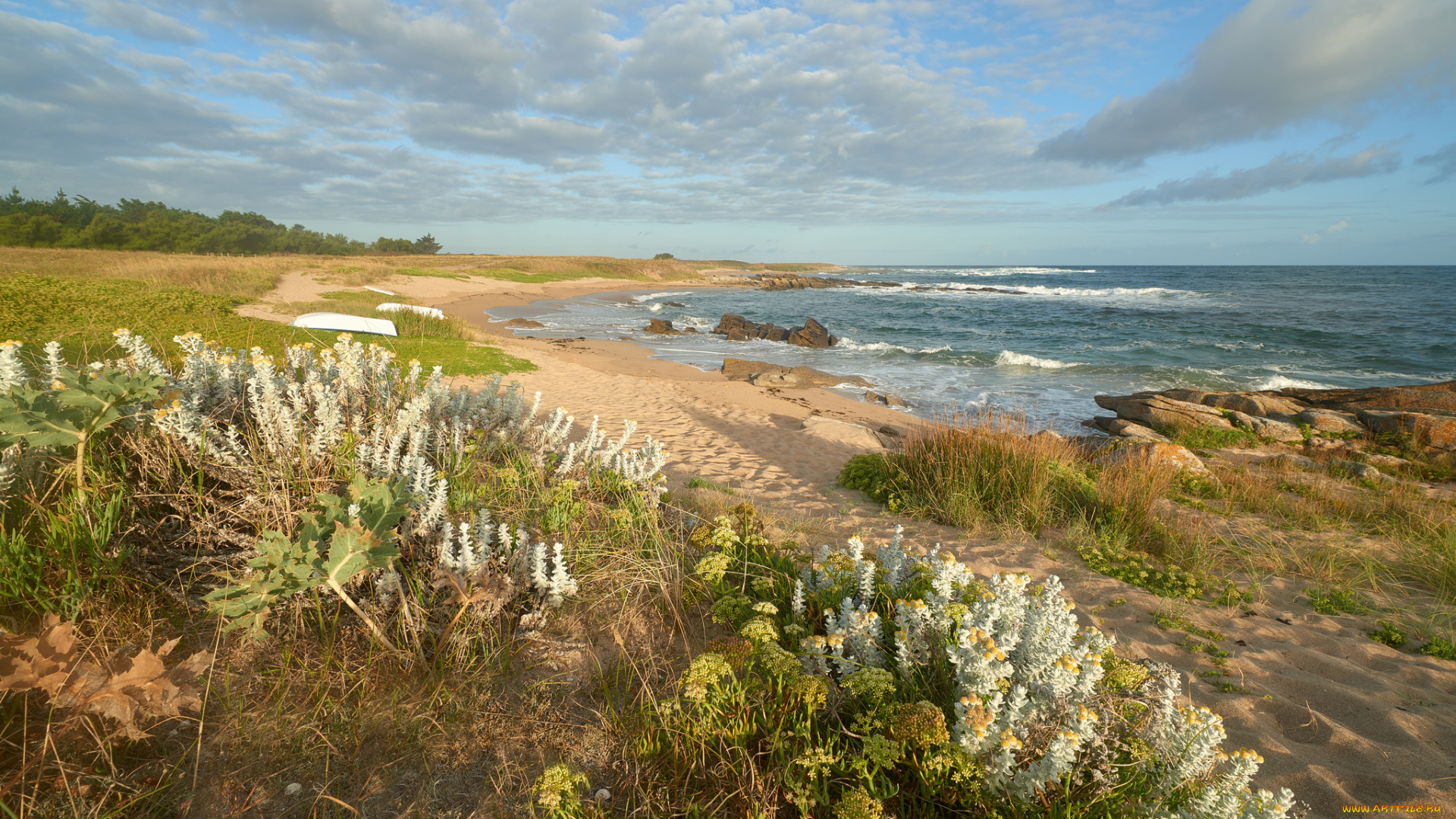 природа, побережье, океан, цветы, трава, пляж