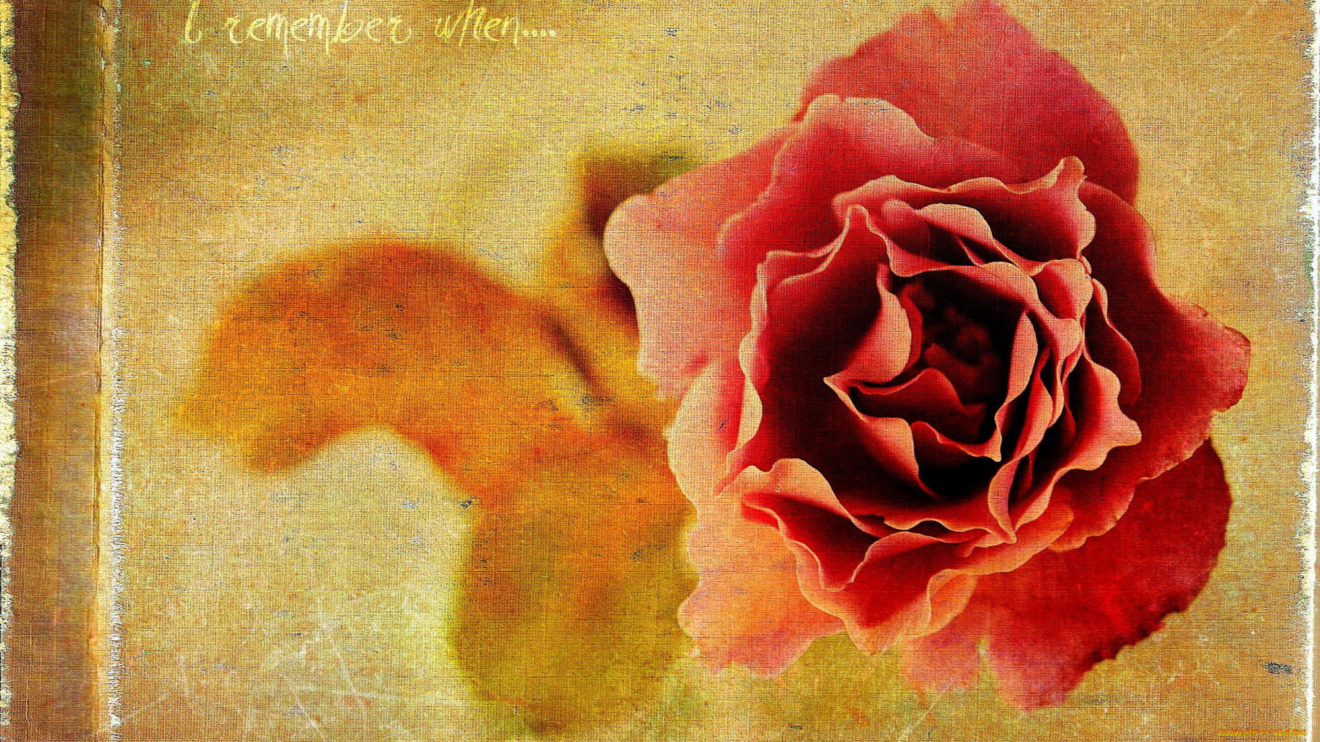 рисованное, цветы, роза, цветок, надпись, царапины