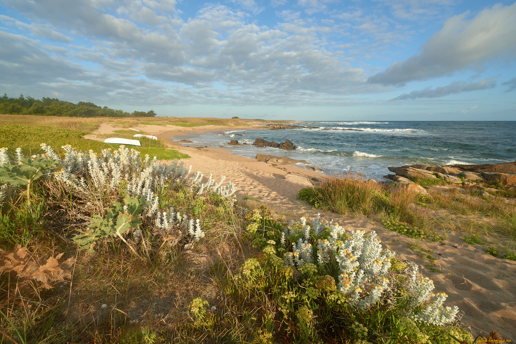 природа, побережье, океан, цветы, трава, пляж