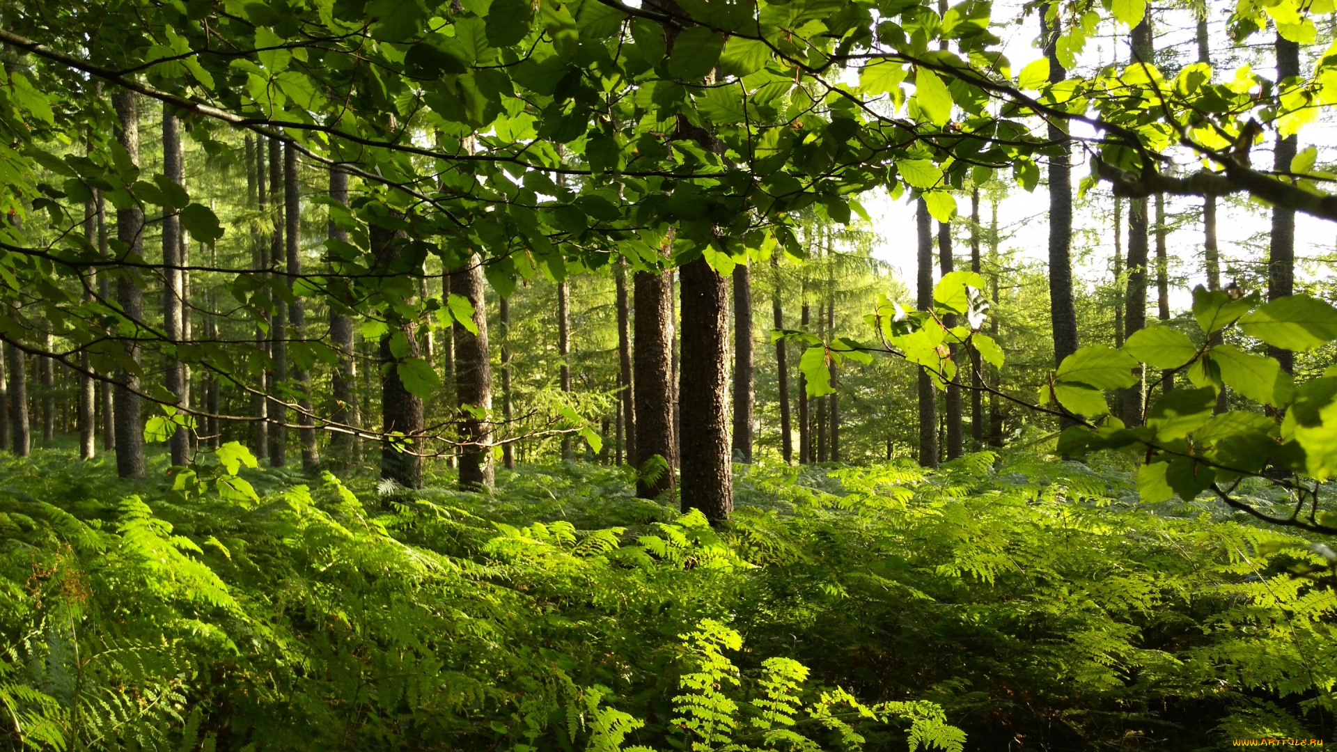 природа, лес, деревья, папоротник, зелень, листья, ветки