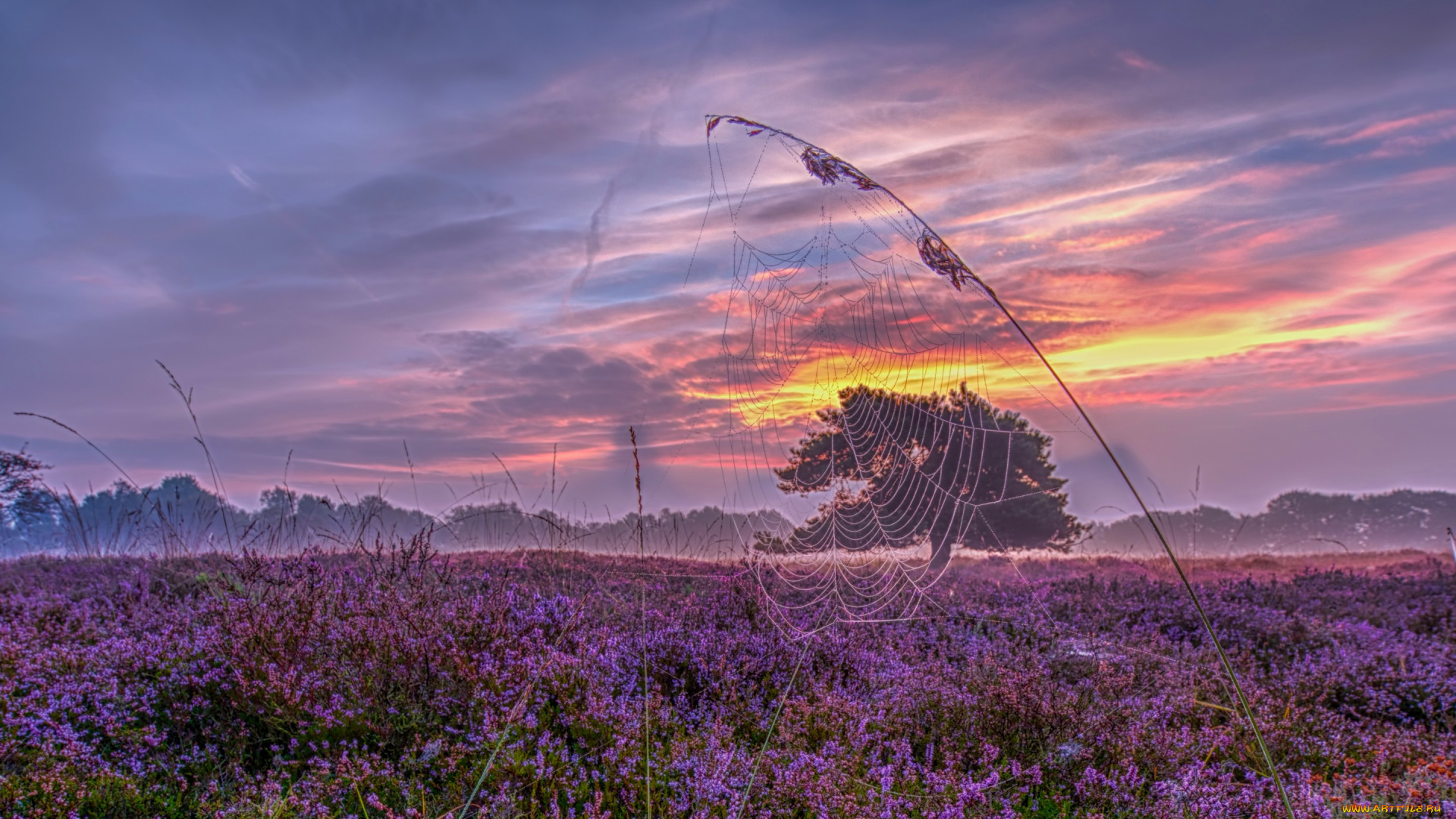 природа, восходы, закаты, паутина, луг, нидерланды, закат, травинка, панорама, голландия, вереск