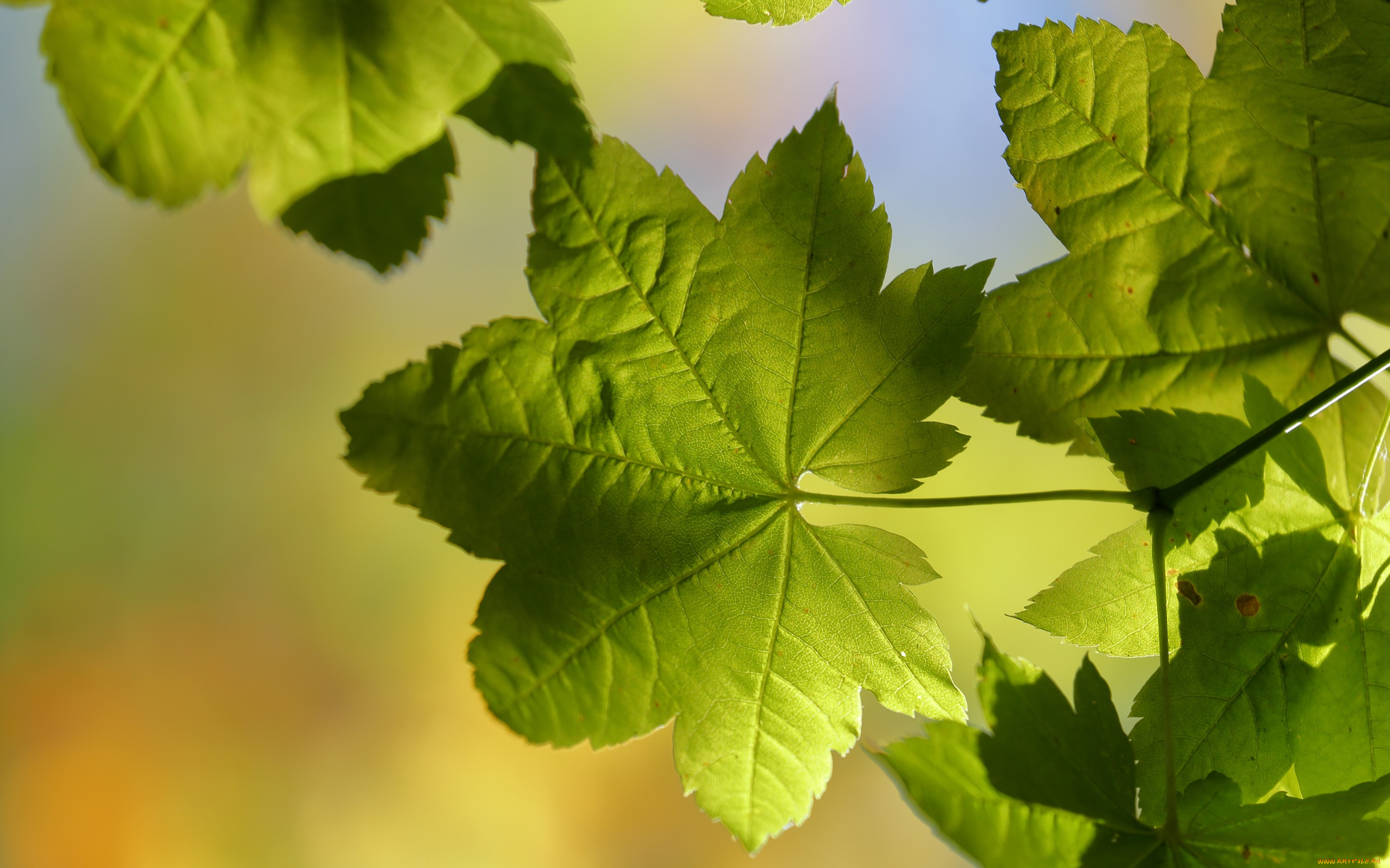 природа, листья, макро, свет