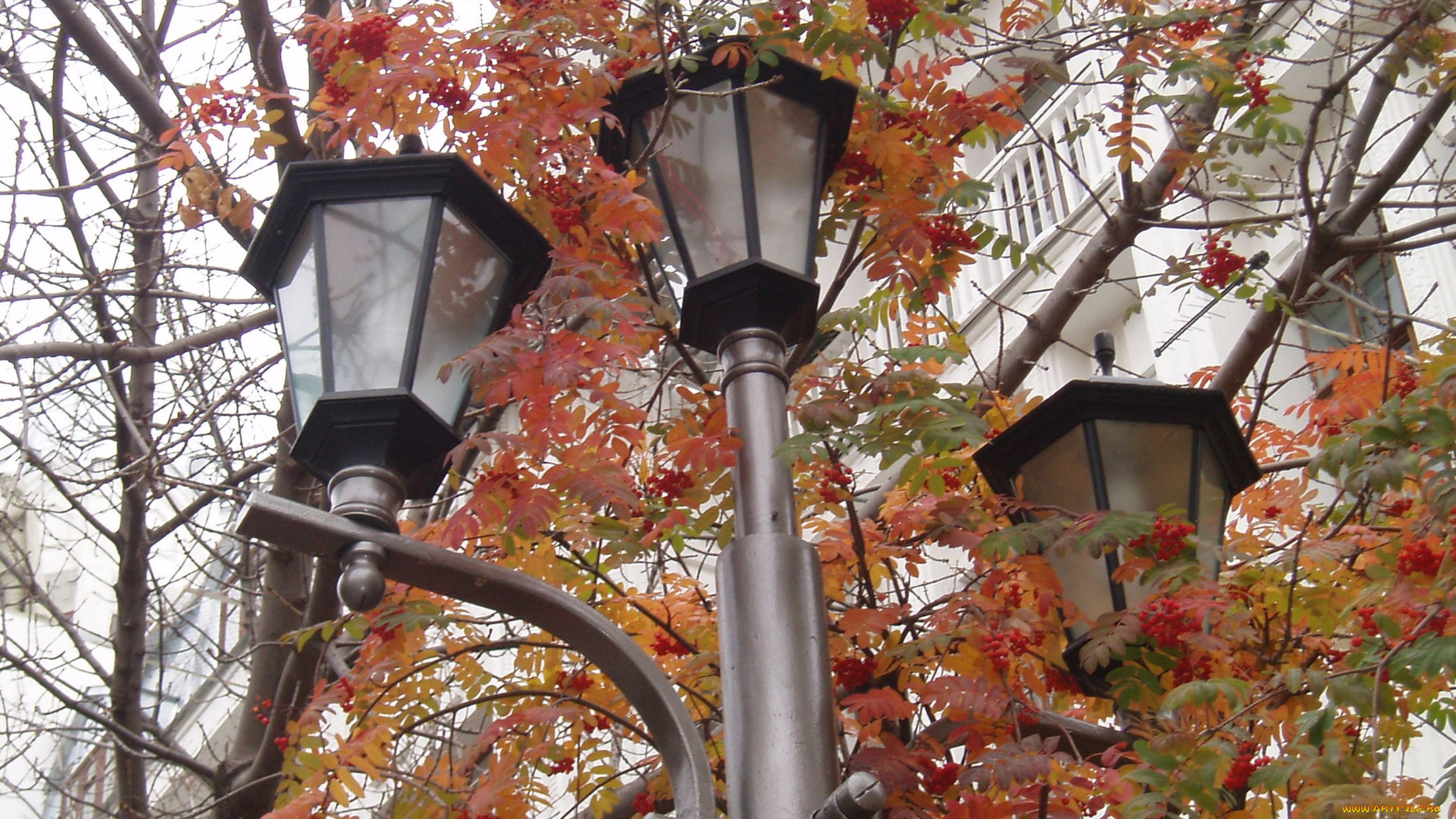 фонарь, города, -, другое, город, светильник, город, зимой, зимний, город, городское, освещение